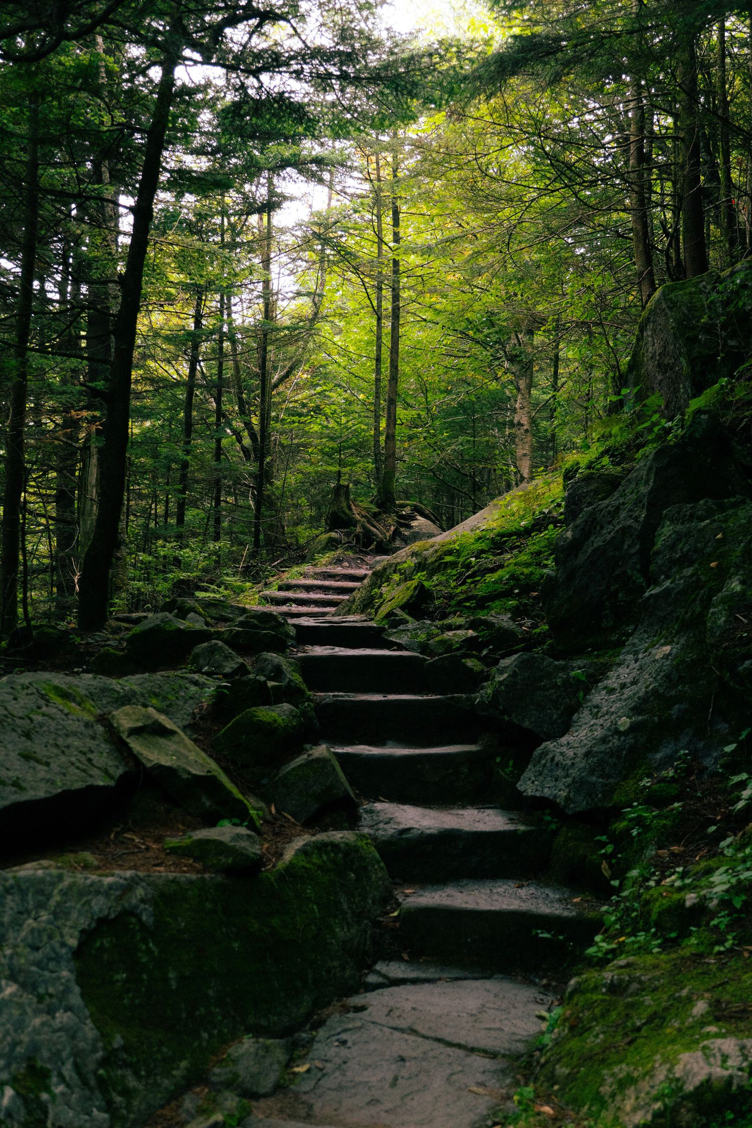 Stone staircase winds through a lush green forest with moss-covered rocks and tall trees.
