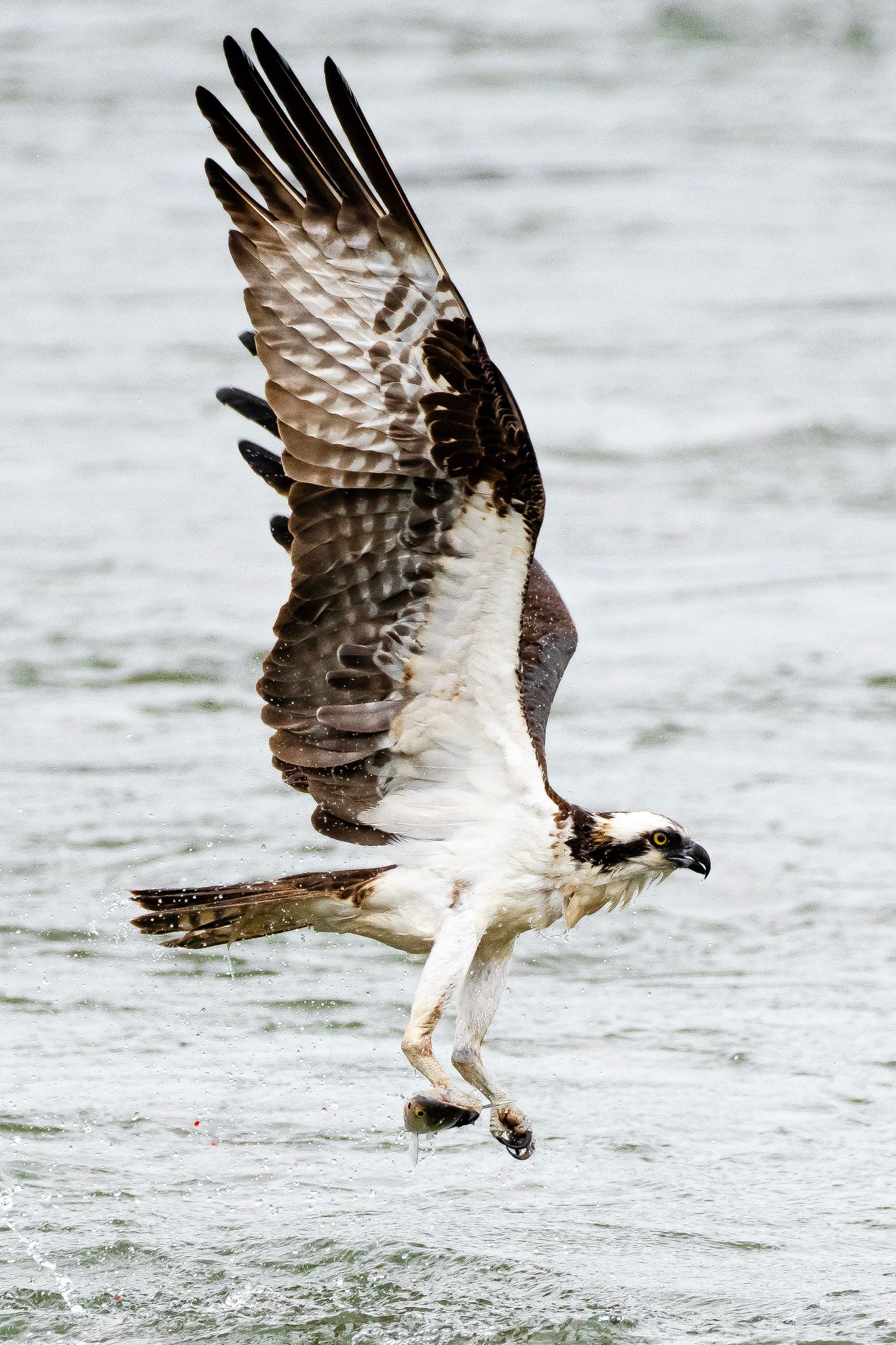 An osprey in flight over water with wings spread wide, talons extended ready to catch fish.