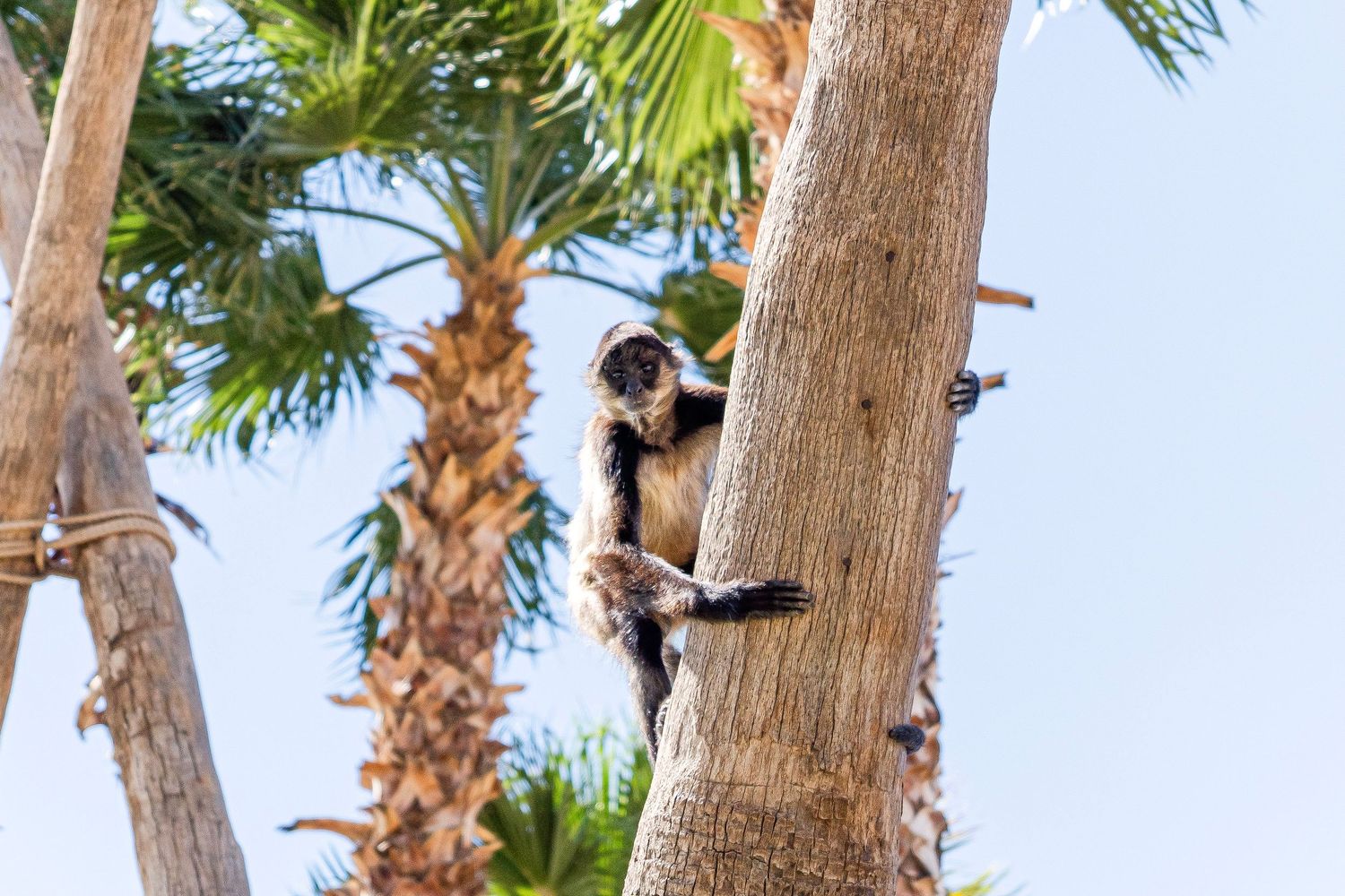 A black and white colobus monkey clings to a palm tree trunk against a clear blue sky.