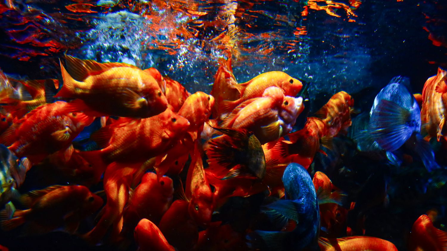 Large group of orange and blue goldfish swimming underwater in a tank.