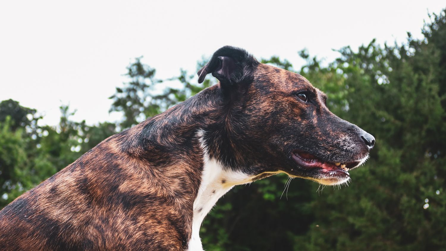Side profile of a brindle and white mixed breed dog with mouth open against a green tree background.
