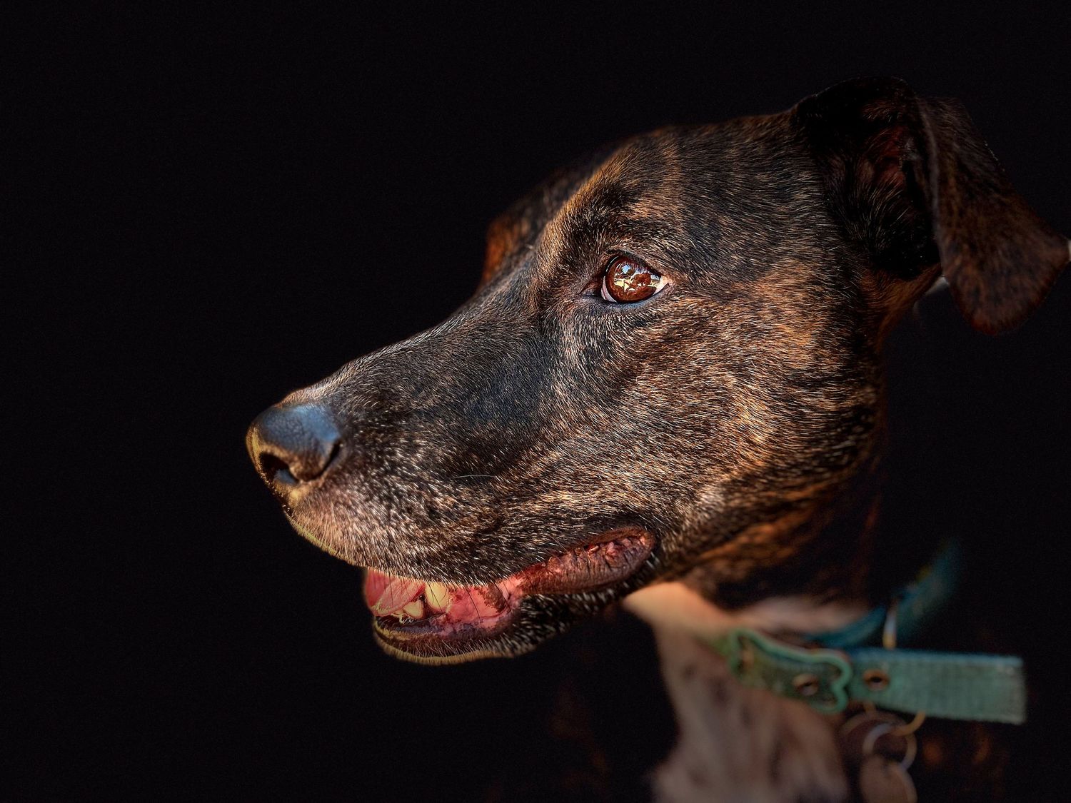 Side profile portrait of a dark brindle dog with a teal collar on black background.