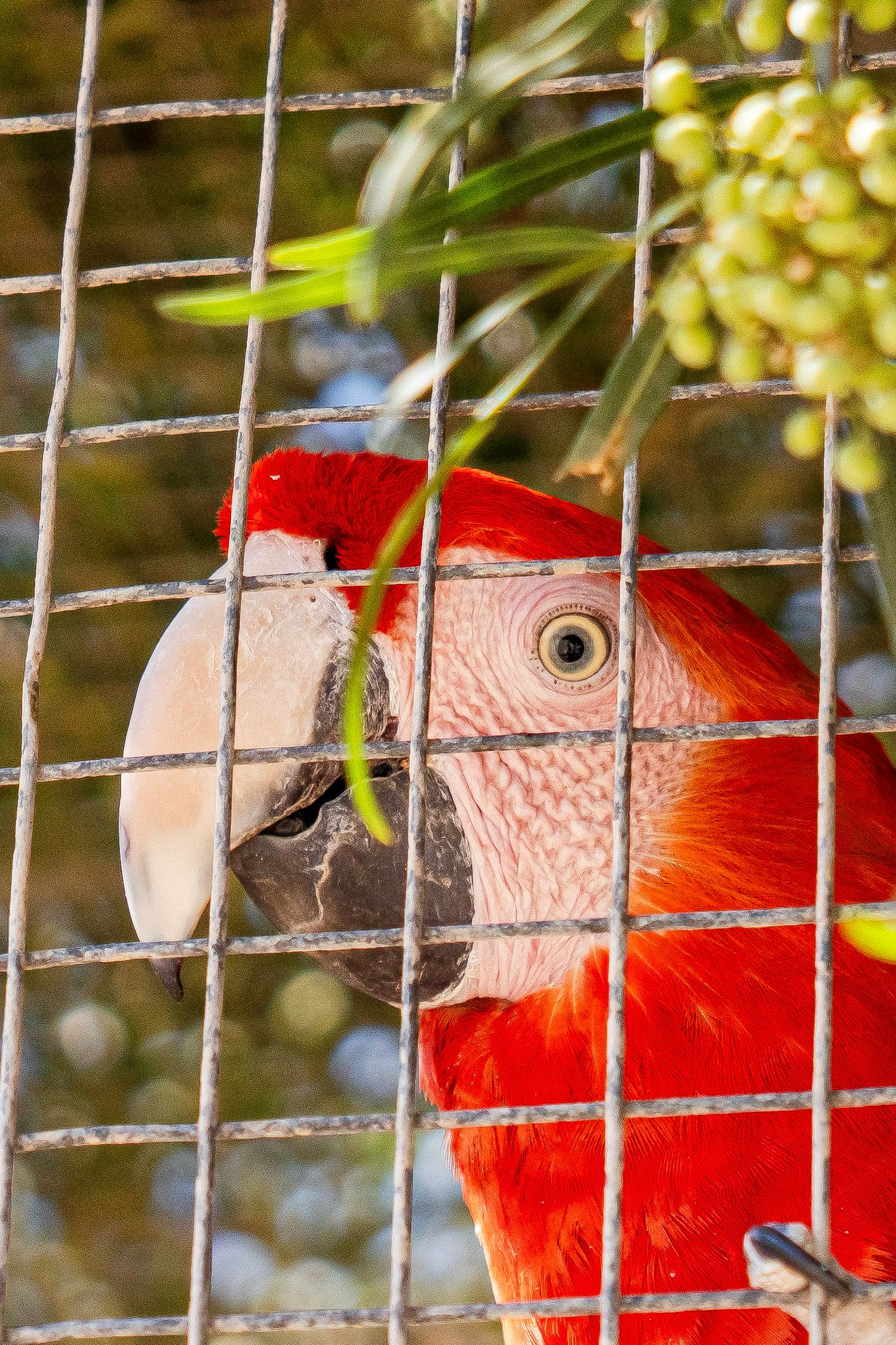 Close-up of a scarlet macaw with bright red plumage and large beak inside a metal wire enclosure.