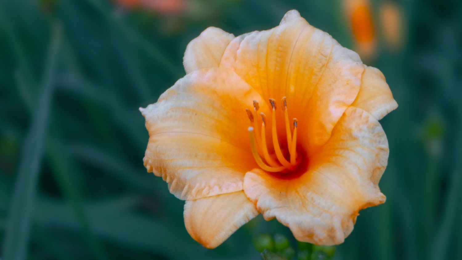 Close-up of a vibrant orange daylily flower in full bloom with green background.
