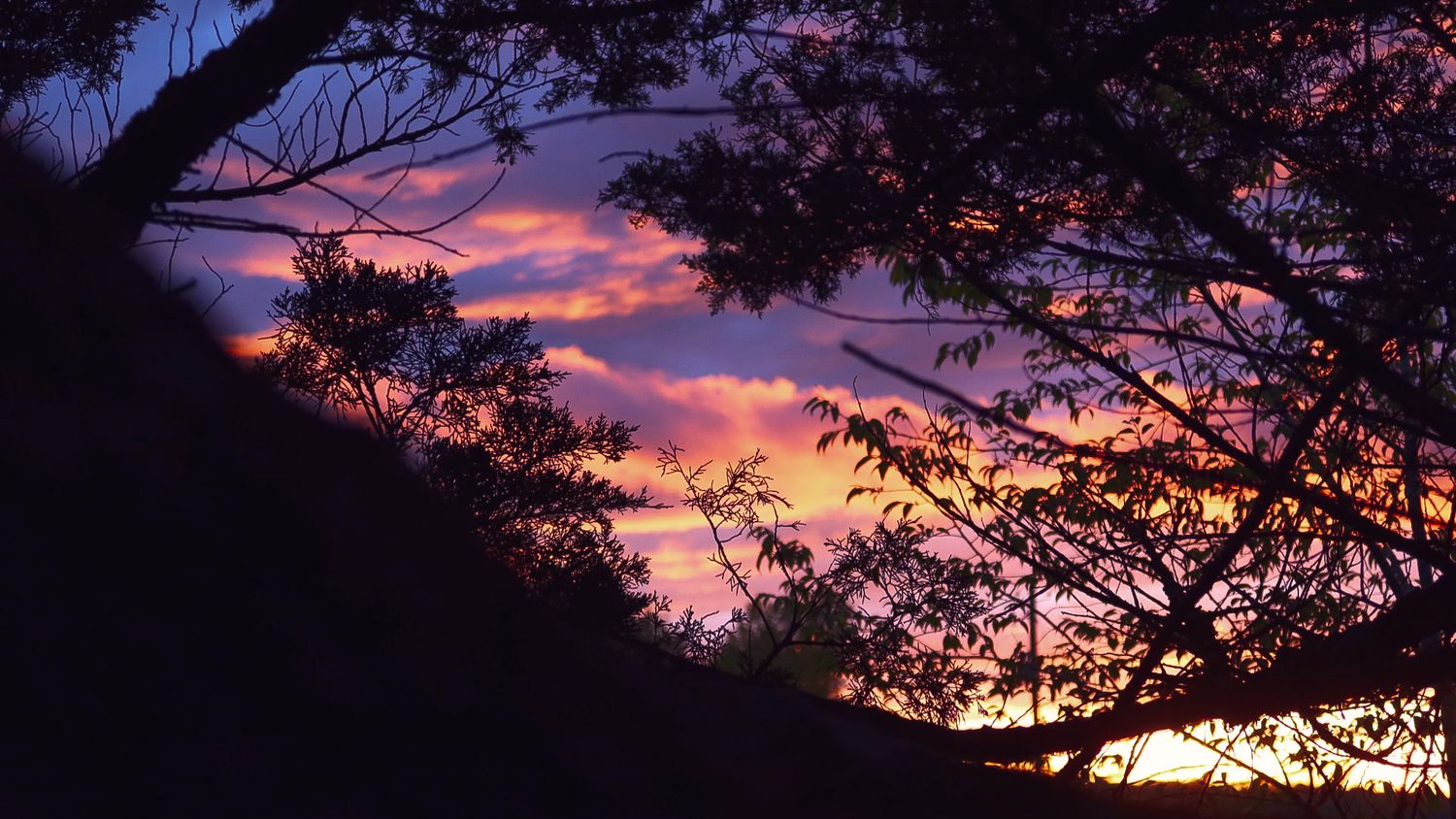 Vibrant purple and orange sunset sky visible through dark silhouetted tree branches at dusk.