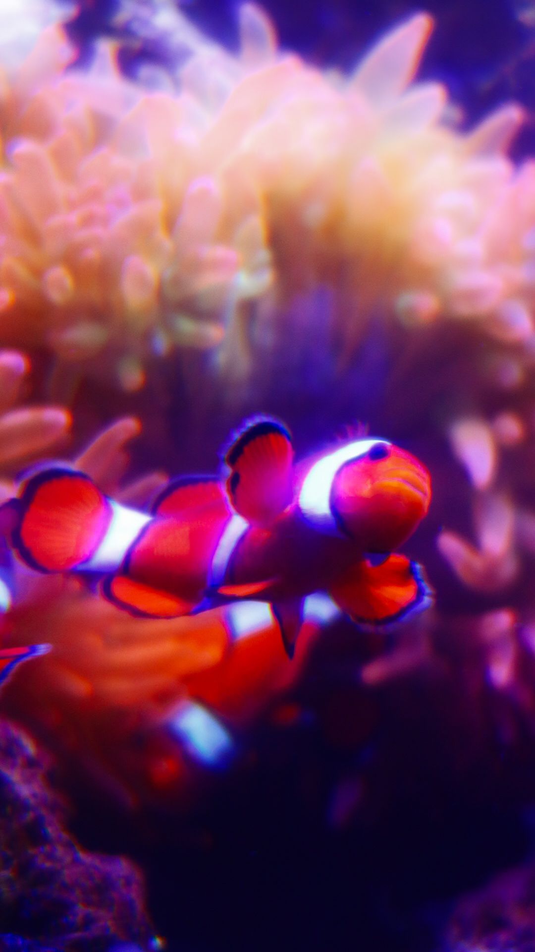 Two vibrant red and white clownfish swimming near a pink sea anemone in a coral reef aquarium.