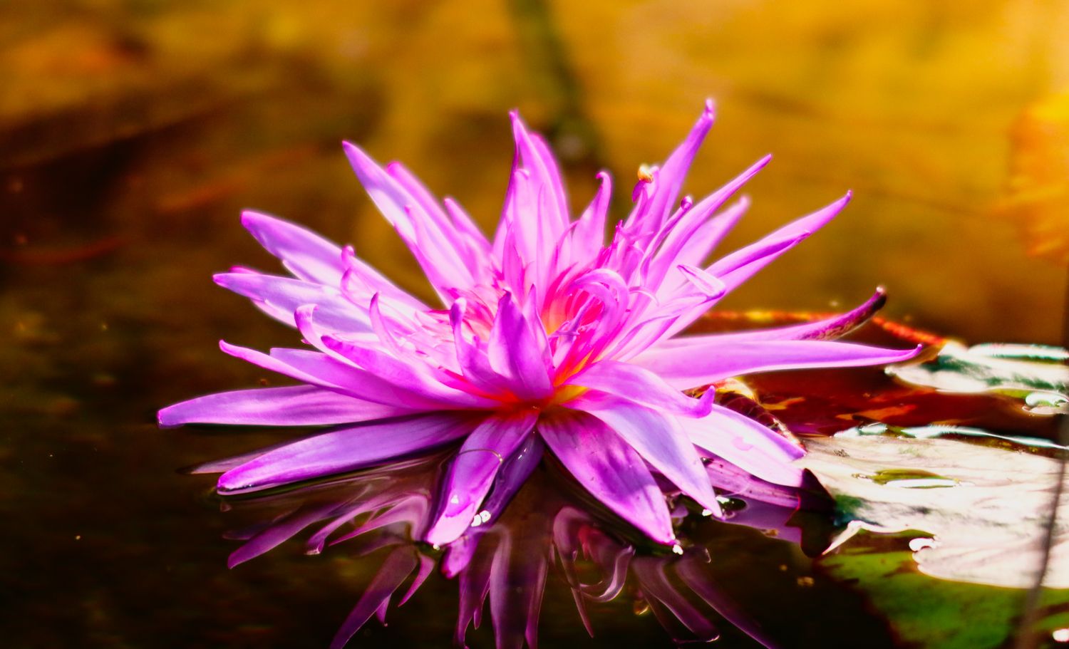 Vibrant purple water lily flower floating on a reflective golden pond surface.
