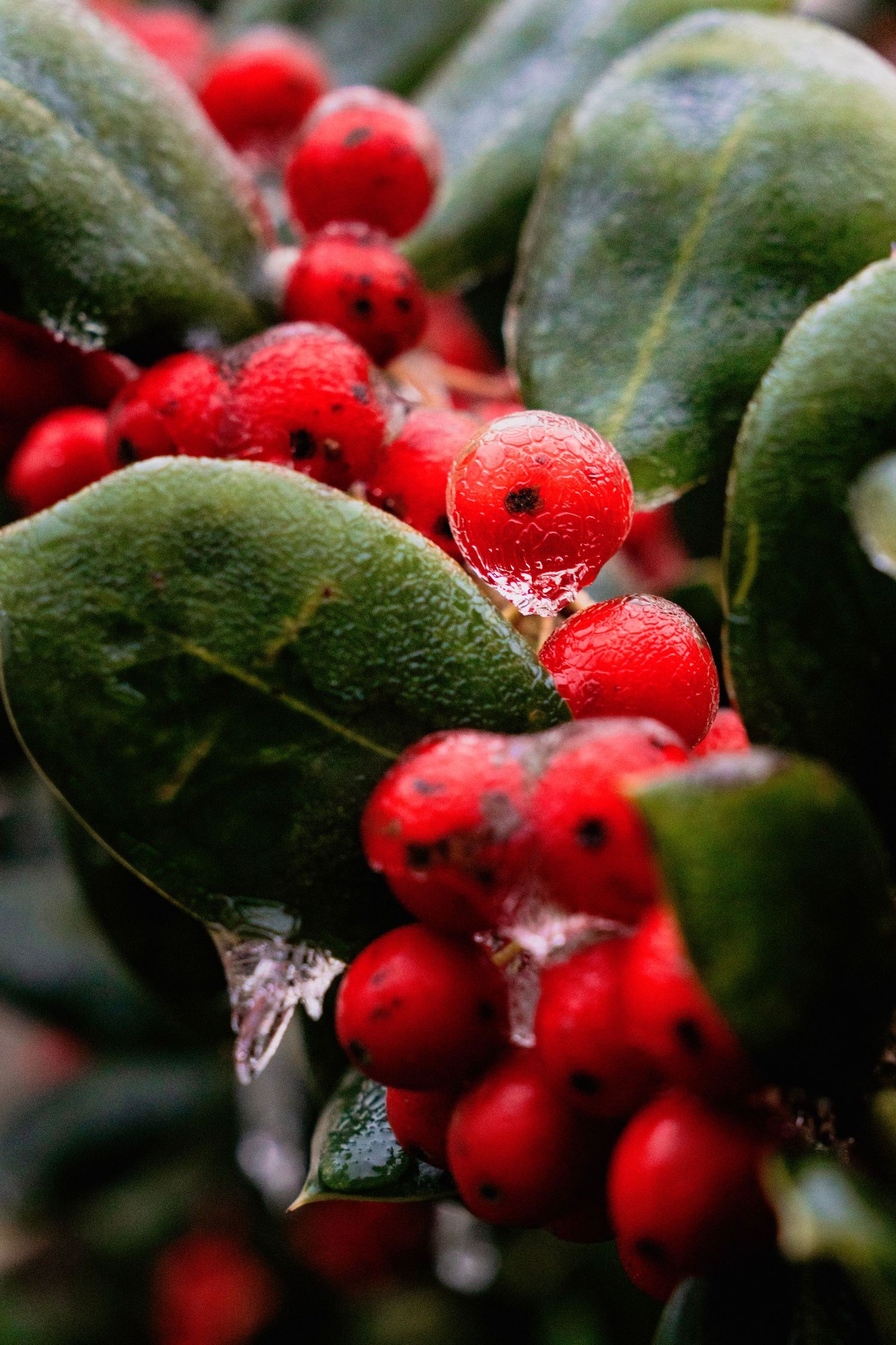 Ice-covered red holly berries with green leaves in winter.