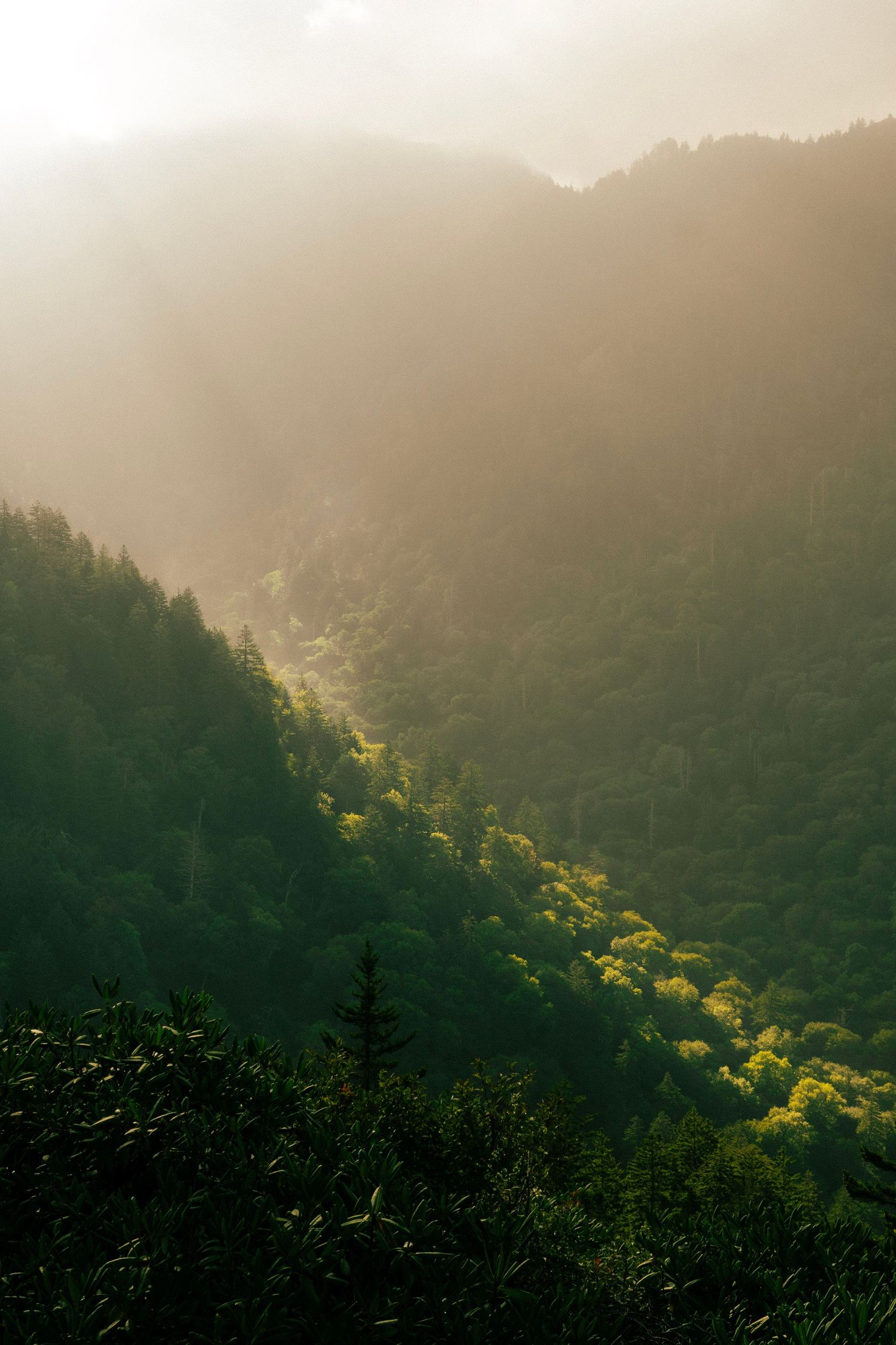 Golden sunlight filters through fog over a densely forested mountain slope with vibrant green trees.