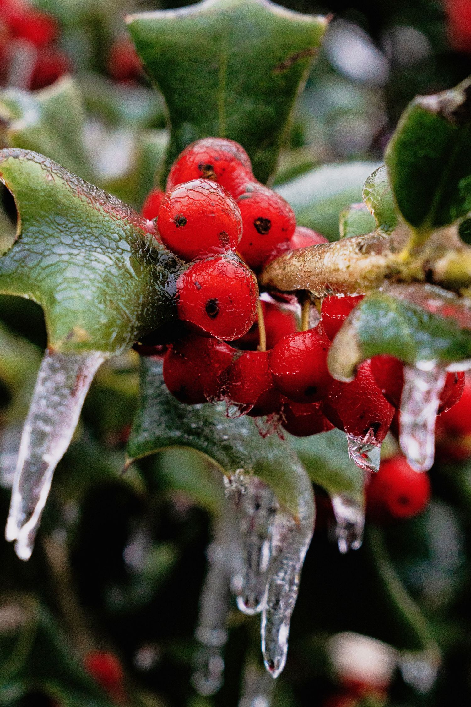 Red holly berries with icicles hanging from green leaves.