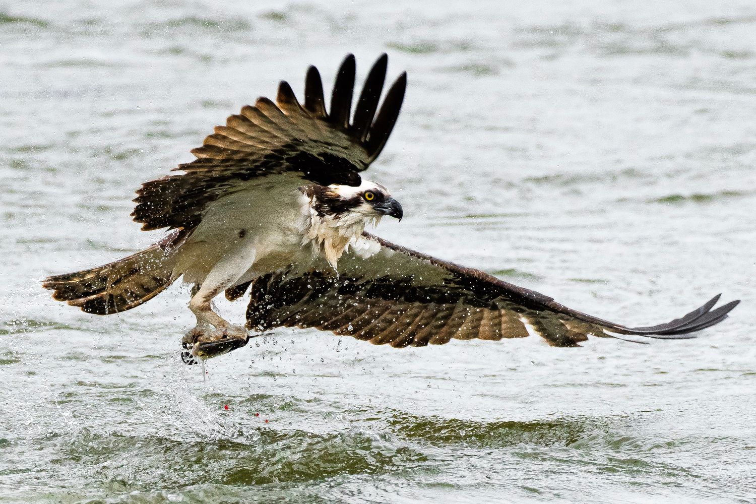 An osprey lifting from water with wings spread wide, carrying a fish in its sharp talons.