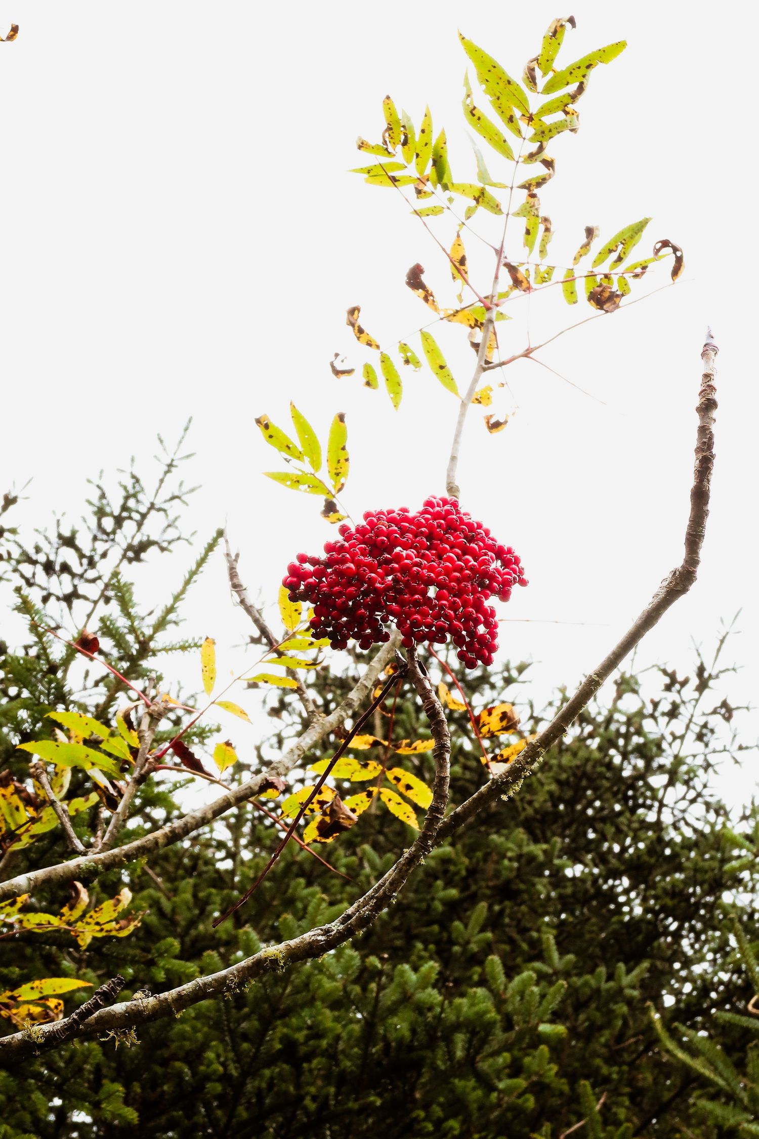 Vibrant red rowan berries cluster on branch with green and yellow autumn leaves against pale sky.