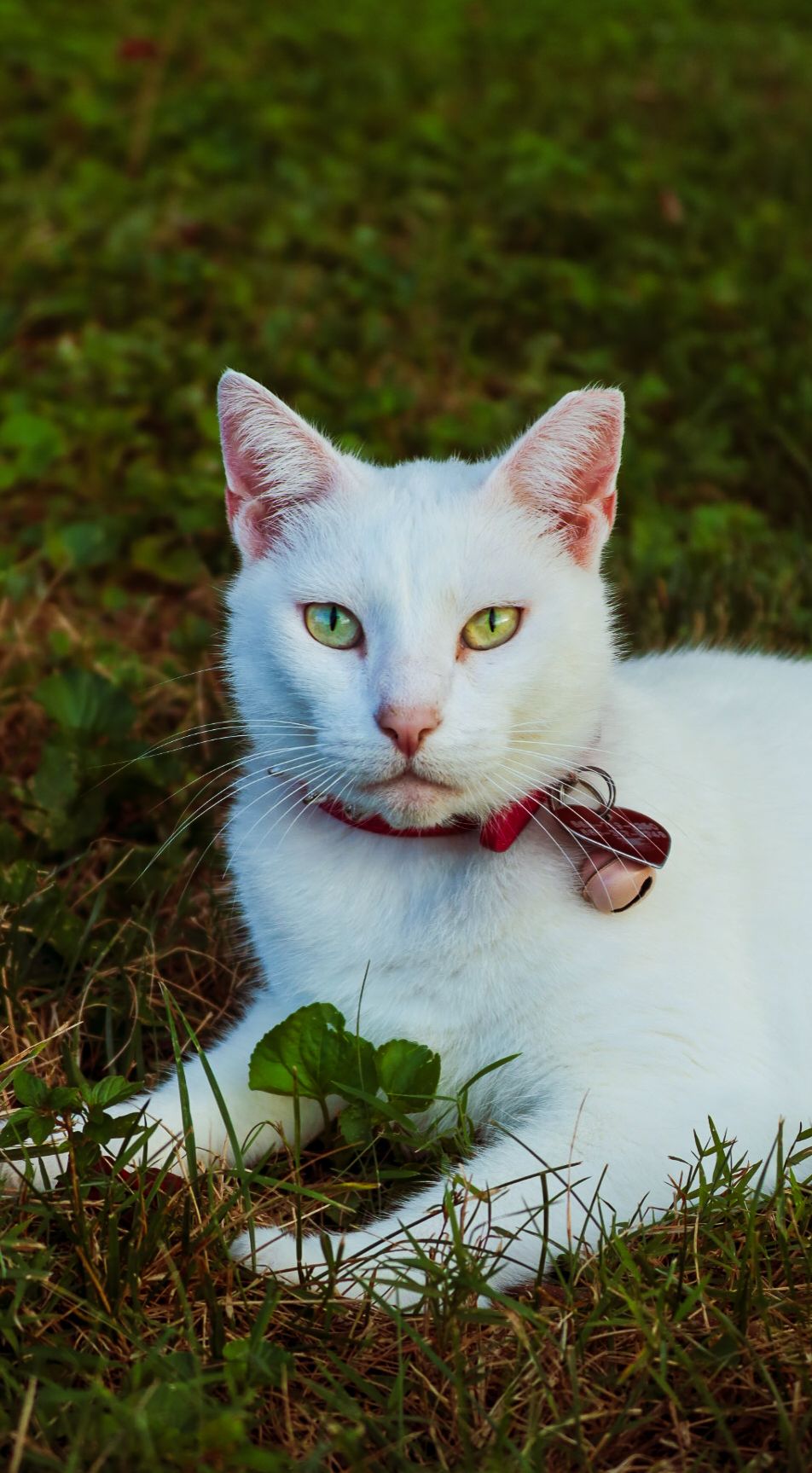 A white cat with green eyes wearing a red collar resting on green grass outdoors.
