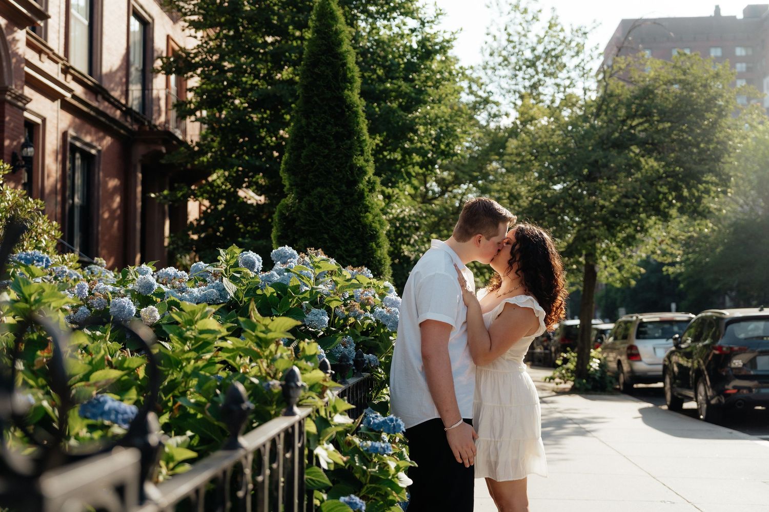 Romantic summer scene on a residential street lined with brownstones and blooming hydrangea bushes.