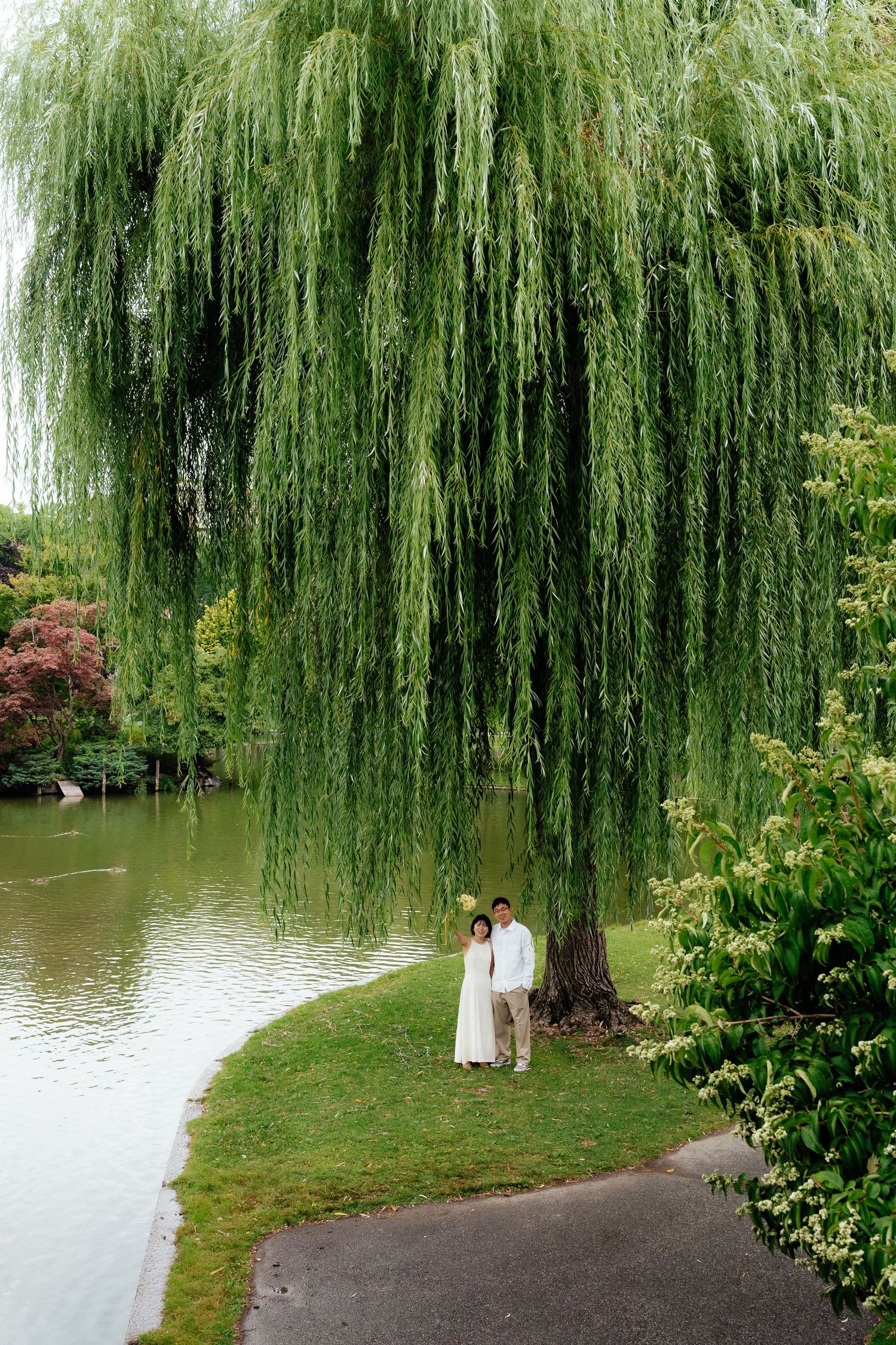 Boston Public Garden engagement photo with the couple near a willow tree and Swan Boat pond.