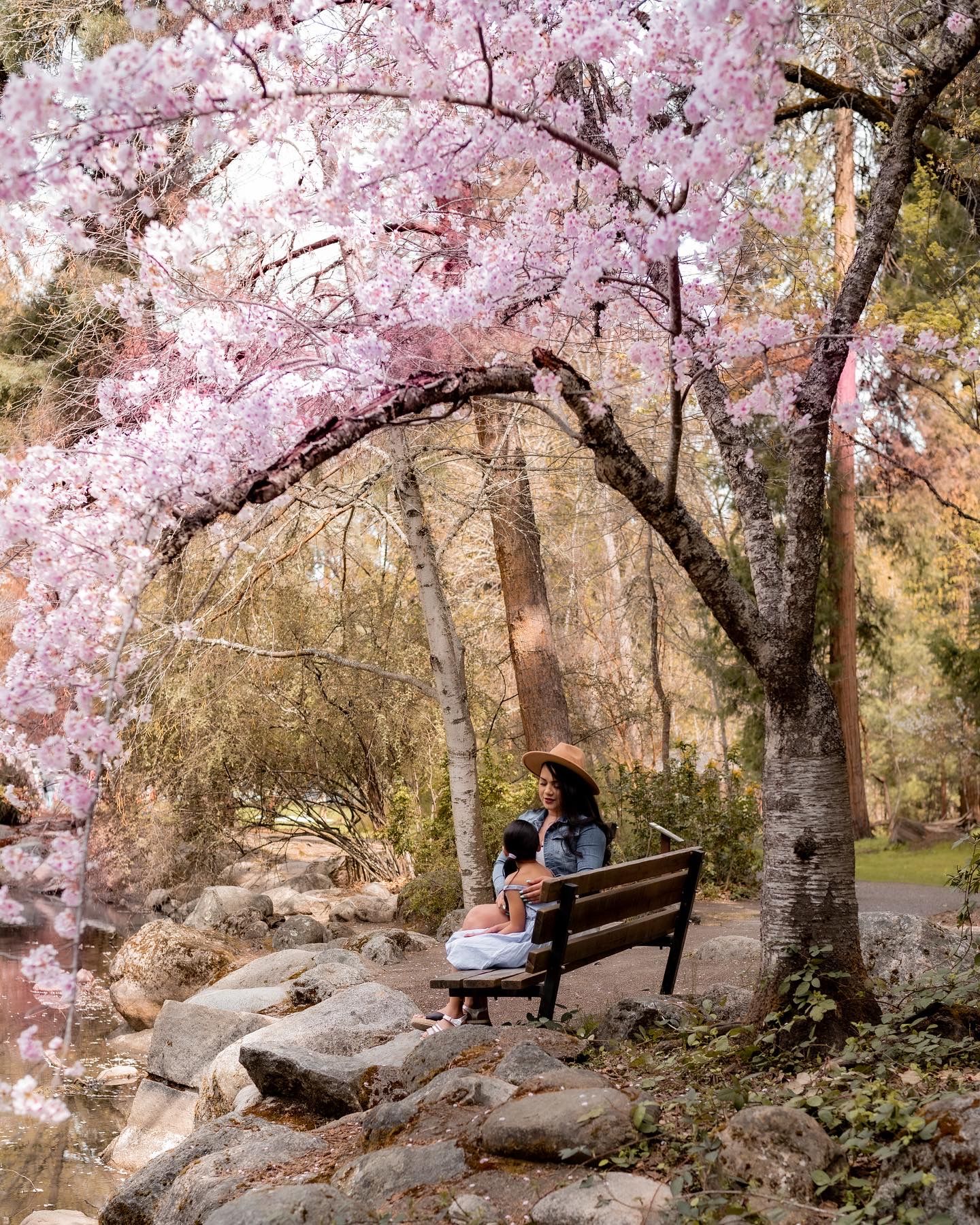 Beautiful spring scene with pink cherry blossoms blooming over stone bench in garden.