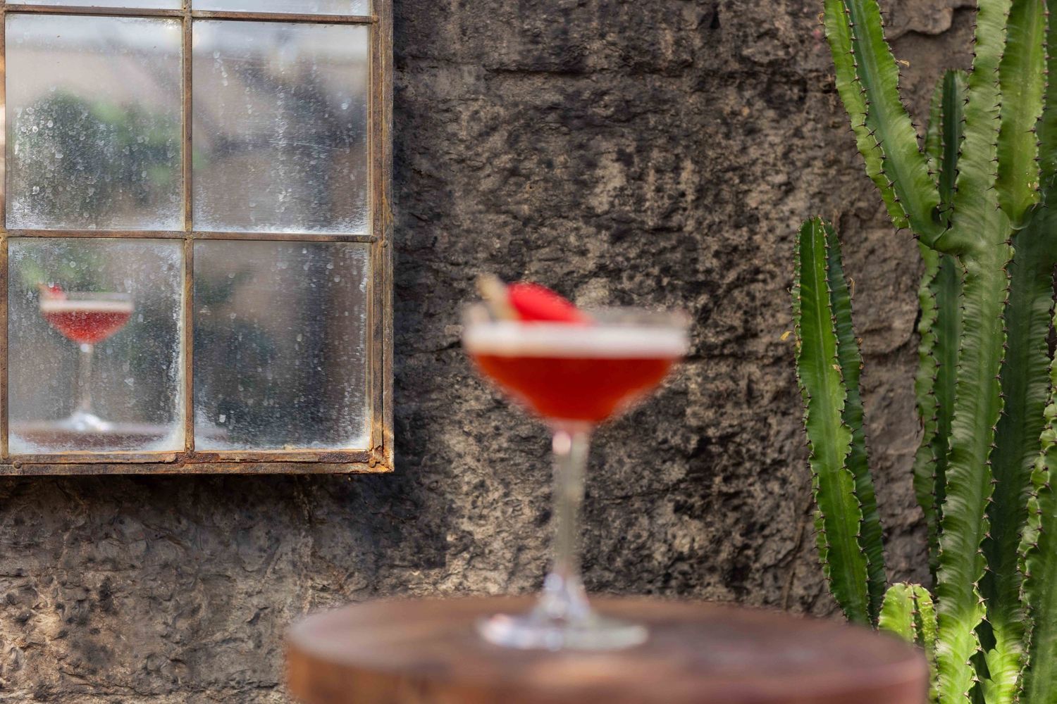 Red wine glass displayed among tall cactus plants against textured wall.