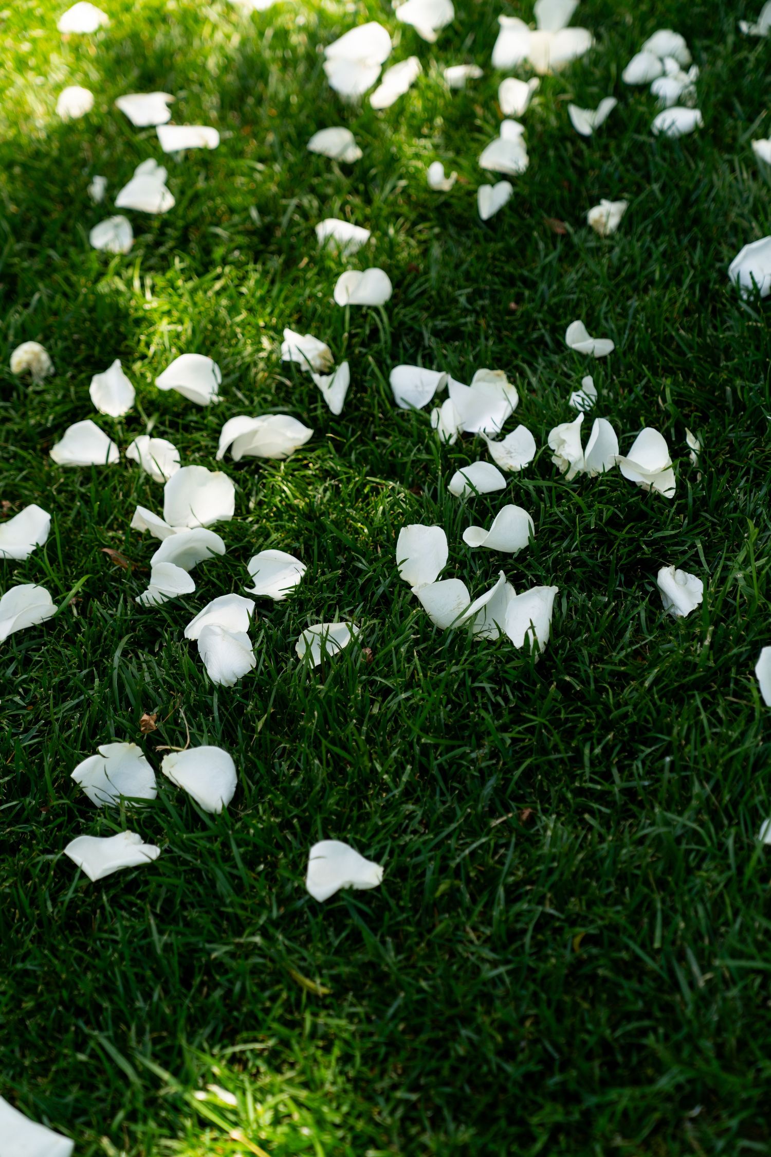 White flower petals scattered across vibrant green grass creating a romantic garden setting.