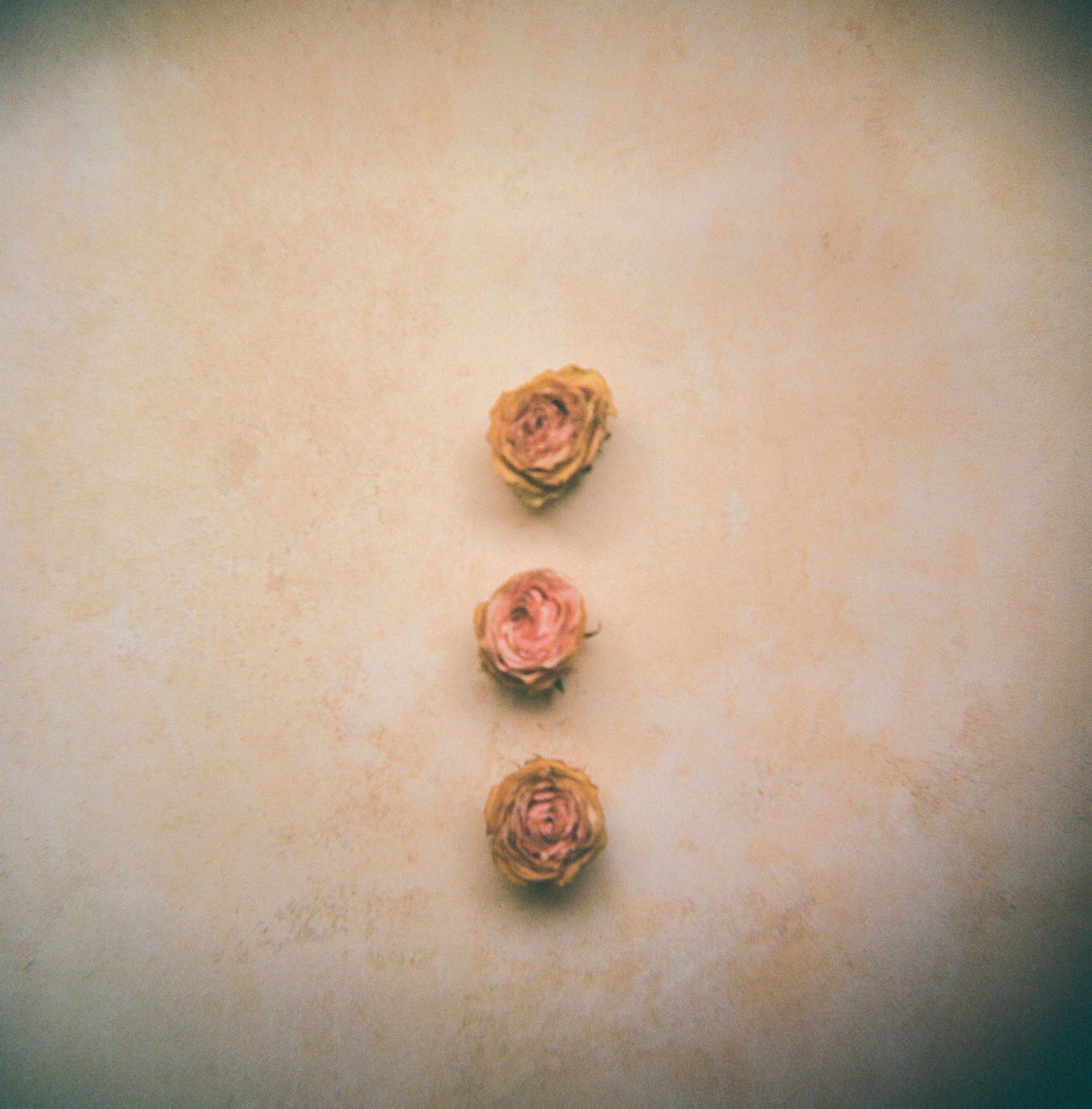 San Diego Photographer and Recent Bride DIY Flower Preservation Project Film Photography Romanic Photo of Flowers