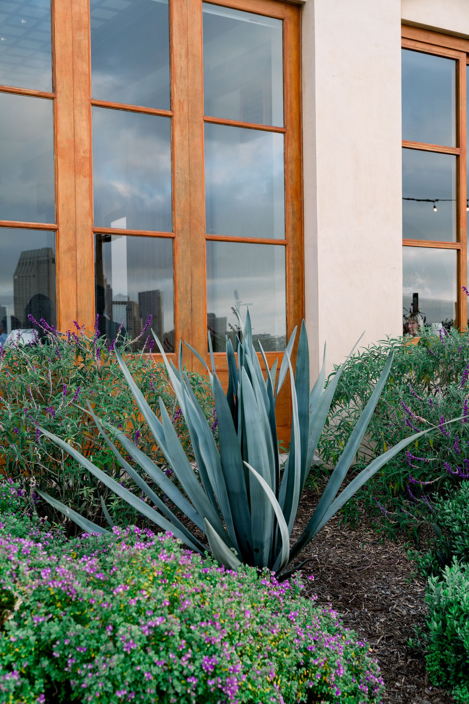 Modern building exterior with landscaped garden featuring agave plants and purple flowers.