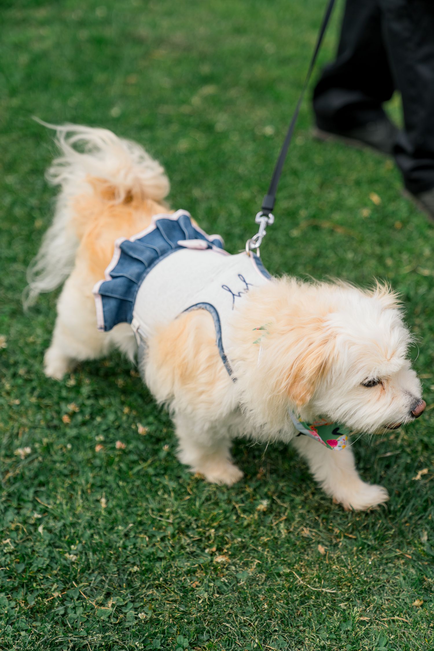 Small cream-colored dog wearing a blue ruffled dress and harness walking on grass.