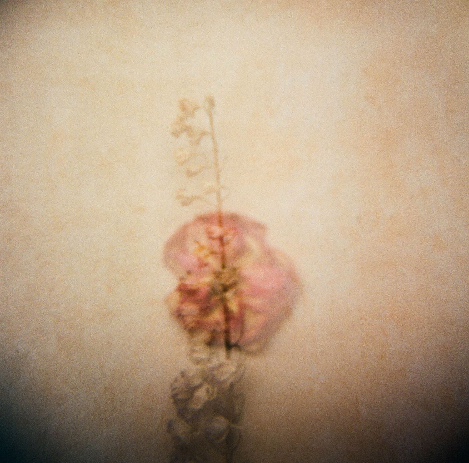 San Diego Photographer and Recent Bride DIY Flower Preservation Project Film Photography Romanic Photo of Flowers