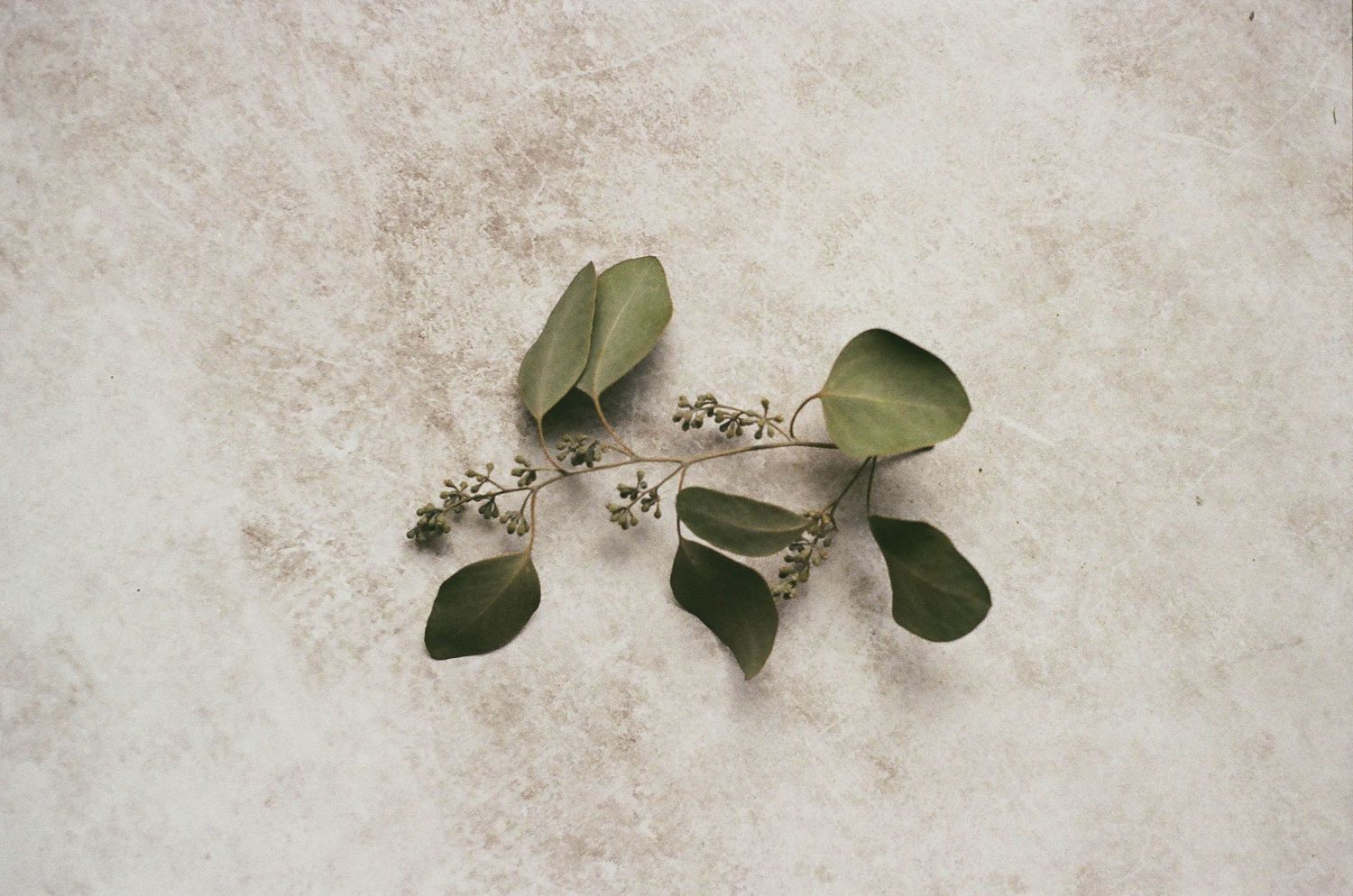 San Diego Photographer and Recent Bride DIY Flower Preservation Project Film Photography Romanic Photo of Flowers