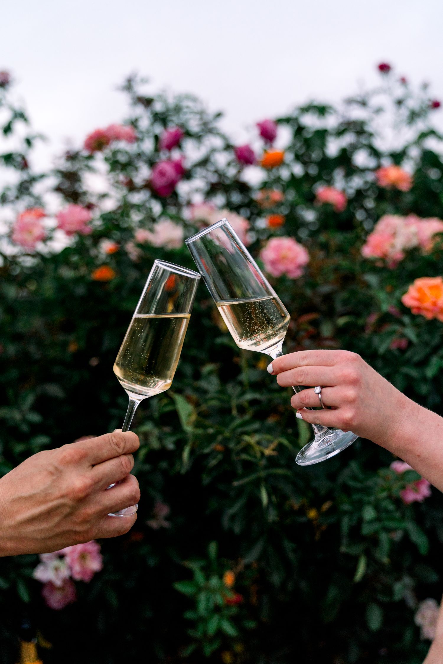 Two hands toasting champagne glasses against a backdrop of blooming roses in a garden.