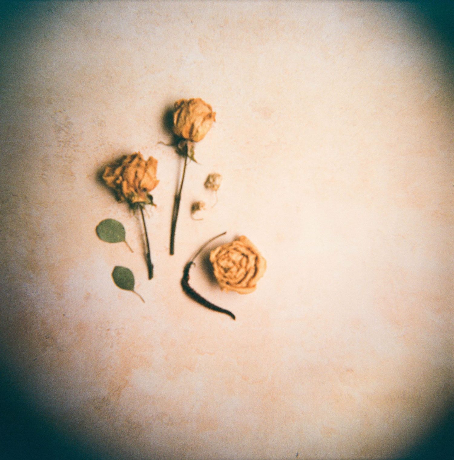 San Diego Photographer and Recent Bride DIY Flower Preservation Project Film Photography Romanic Photo of Flowers