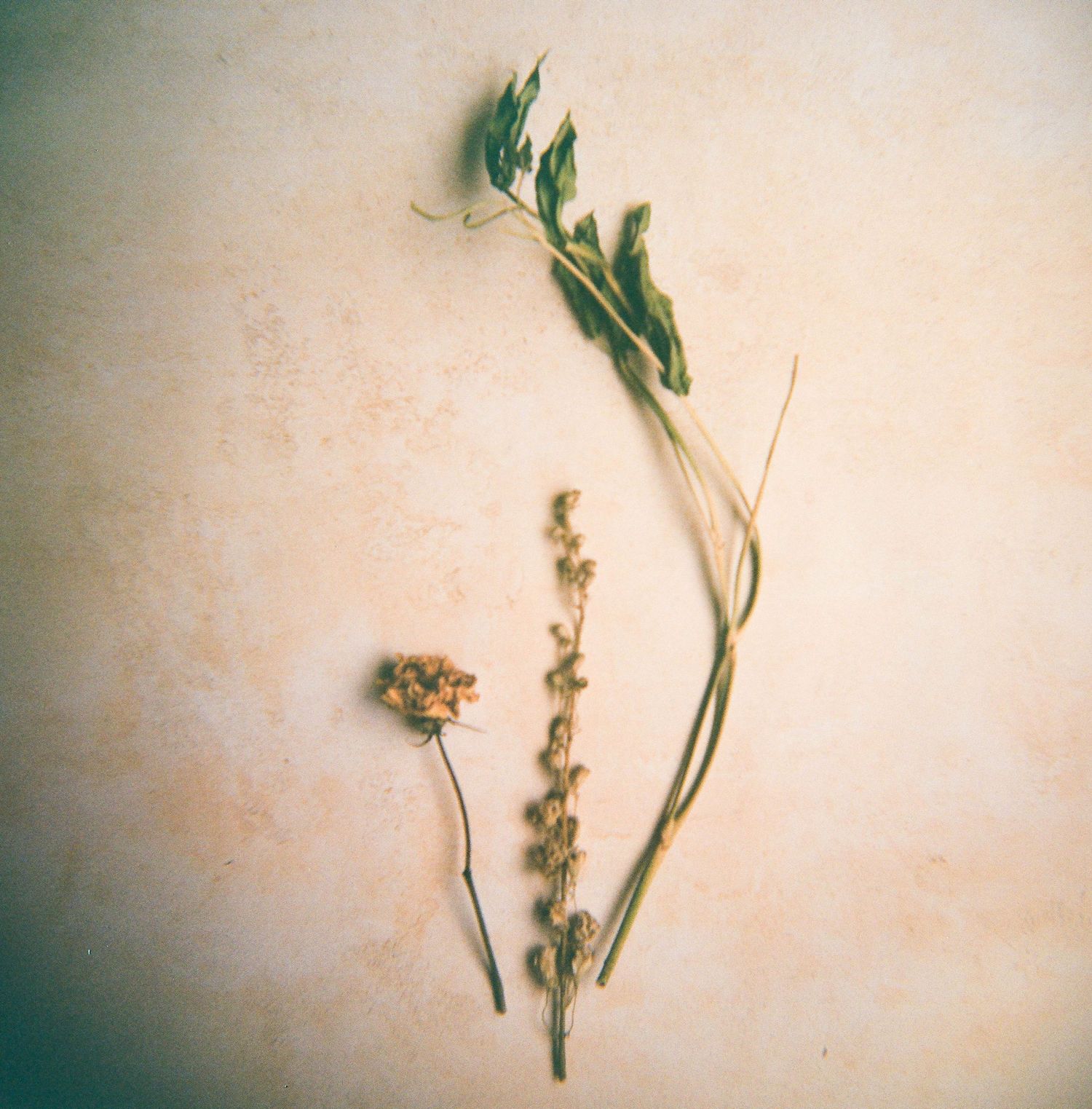 San Diego Photographer and Recent Bride DIY Flower Preservation Project Film Photography Romanic Photo of Flowers