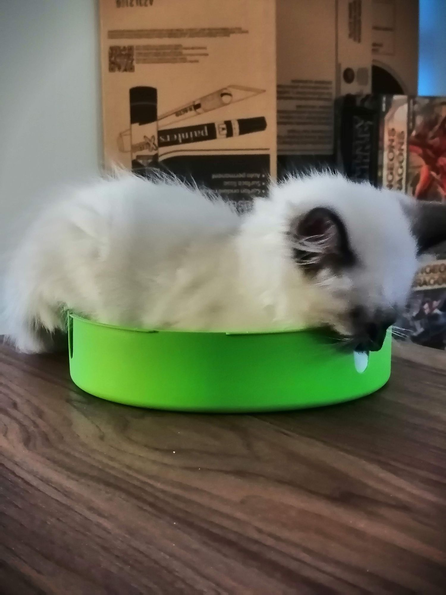 A fluffy white and grey cat drinks from a bright lime green circular water bowl on a wooden surface.