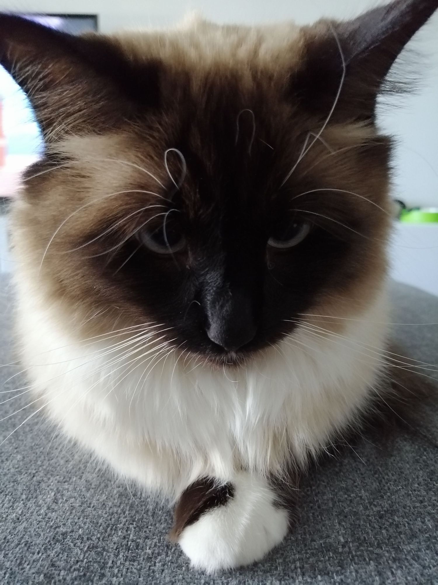 A Siamese cat with dark points and cream colored fur sits on a gray surface, staring intently at the camera.