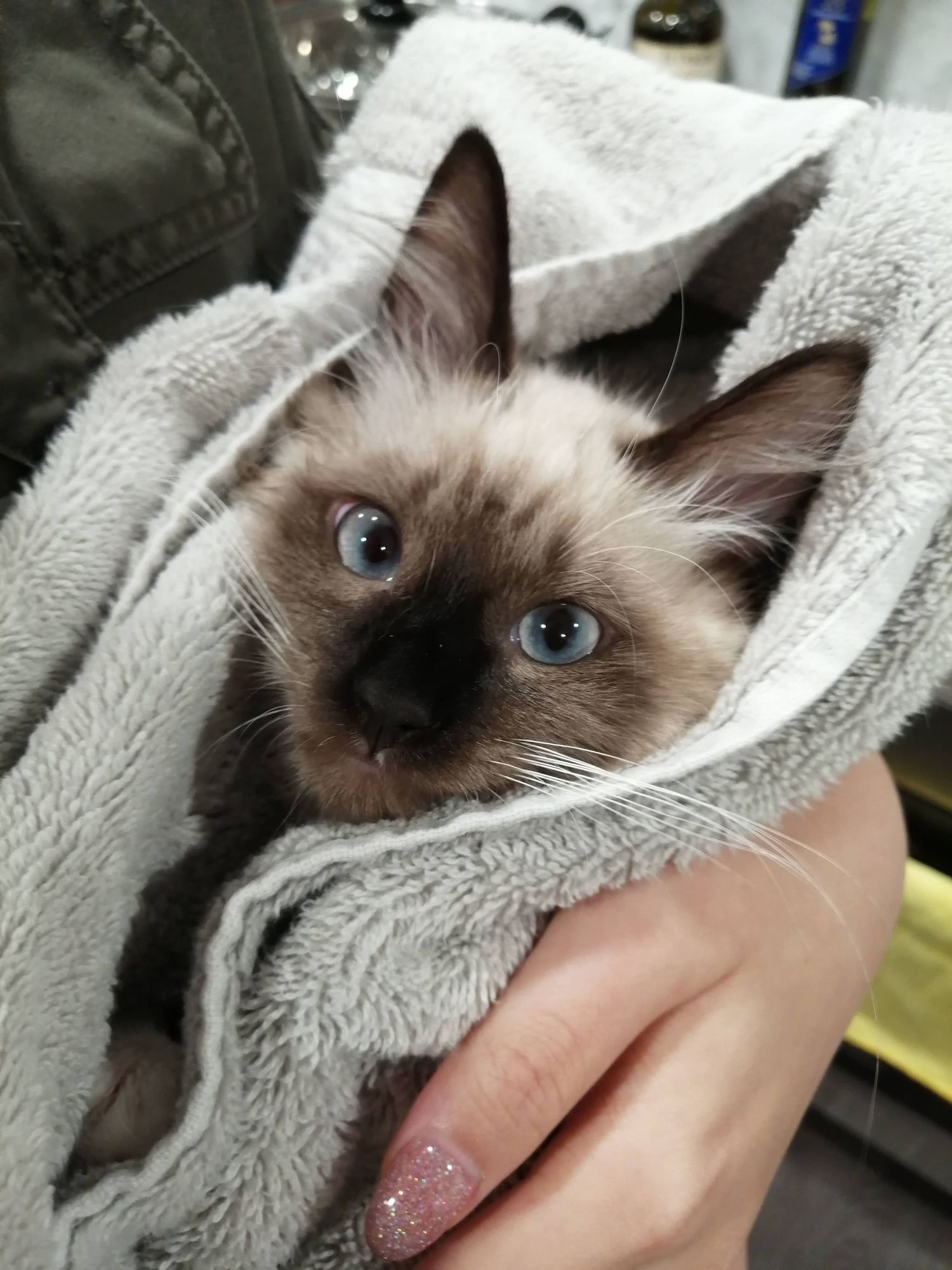 Siamese kitten with bright blue eyes wrapped in a soft gray blanket looks directly at camera.