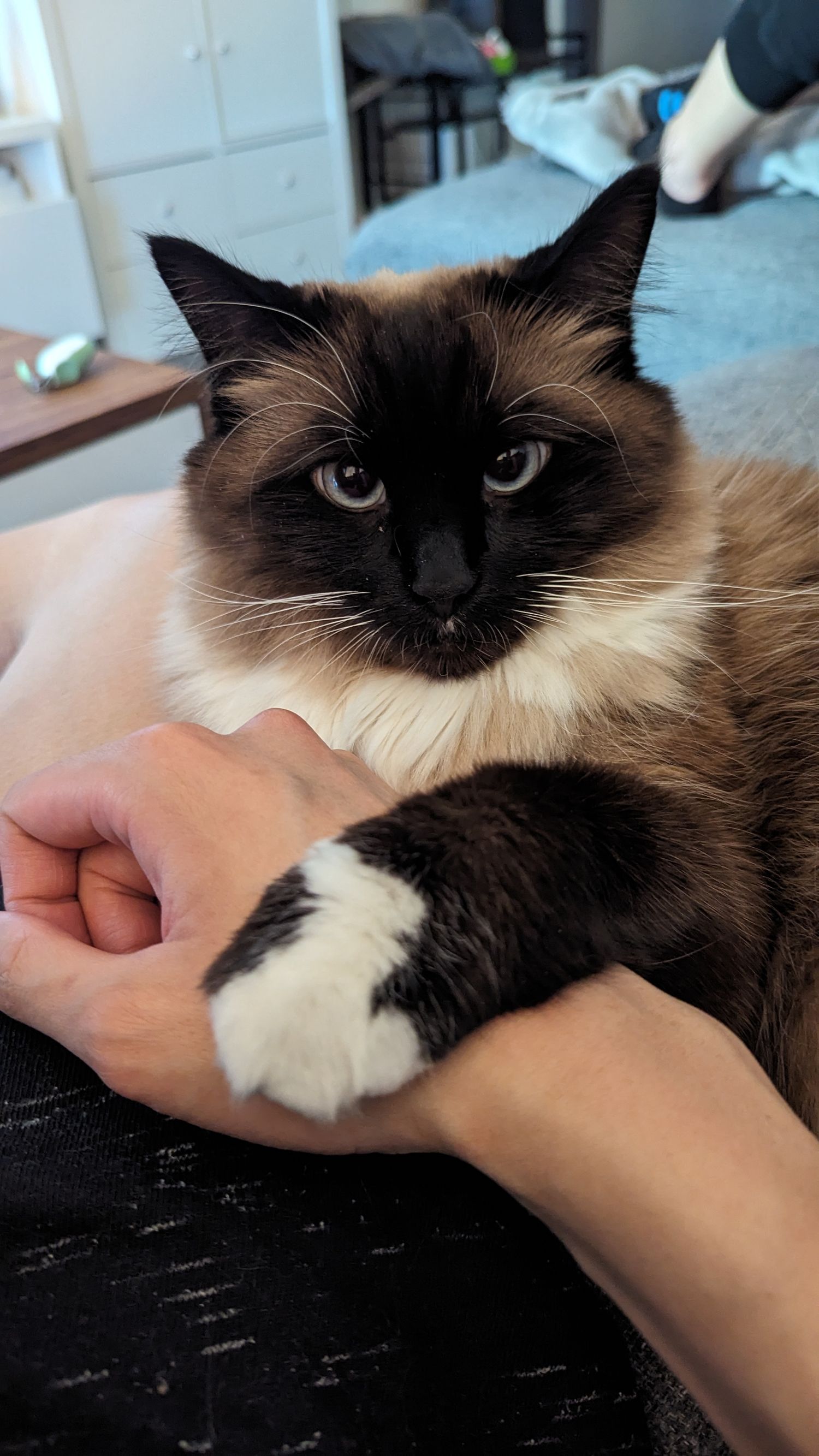 A Siamese cat lounges while receiving pets, showing its dark face and lighter body against a dark surface.