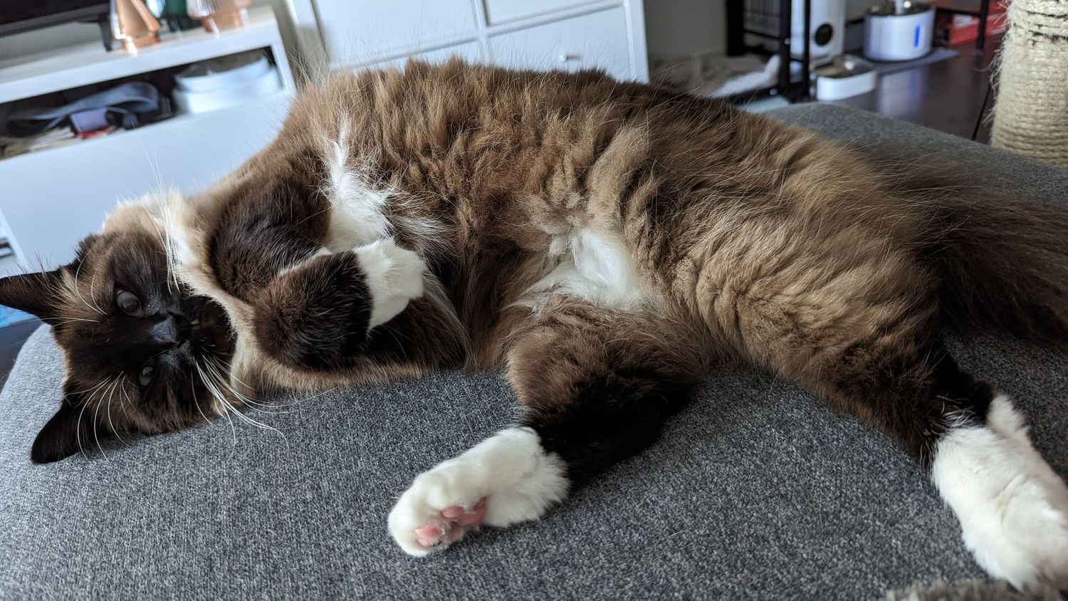 A fluffy brown and white long-haired cat lounges lazily on a gray carpet with paws stretched out.