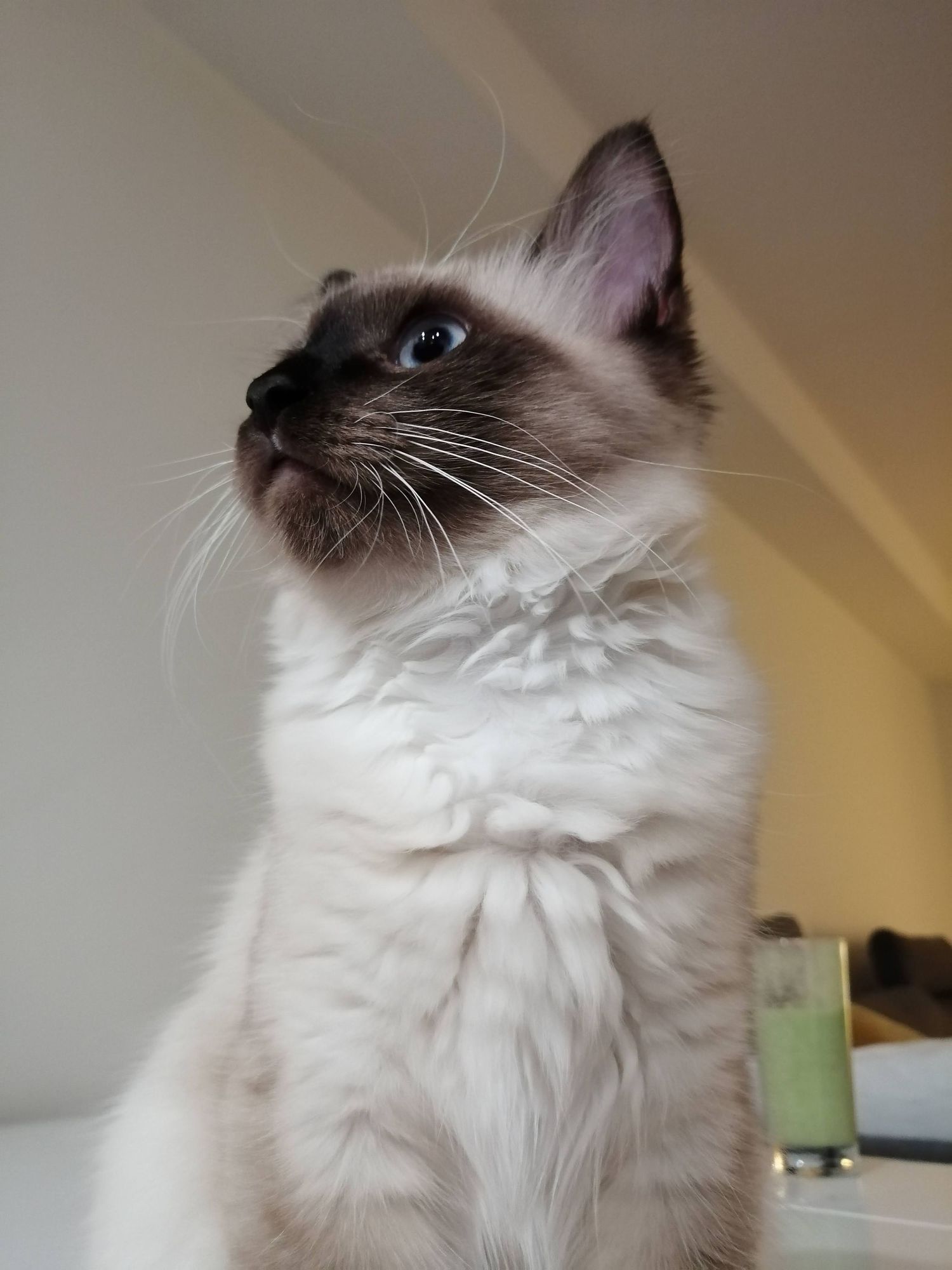 Beautiful Ragdoll cat with dark points and blue eyes poses elegantly against a warm-toned background.