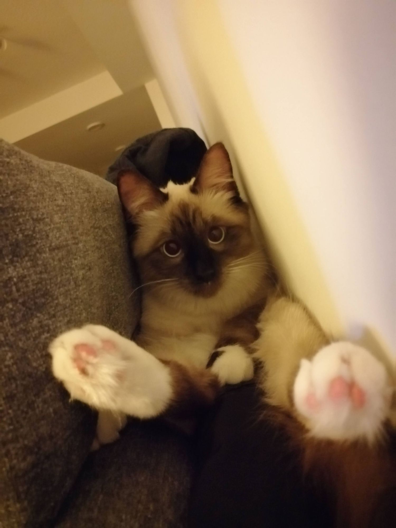 Curious Ragdoll cat peeks through corner space showing signature dark ears and paws.
