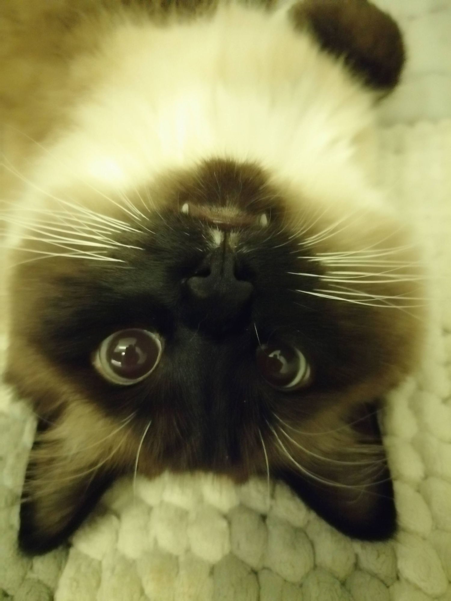 Close-up of a Siamese cat's face showing distinctive dark markings and bright eyes against a light background.