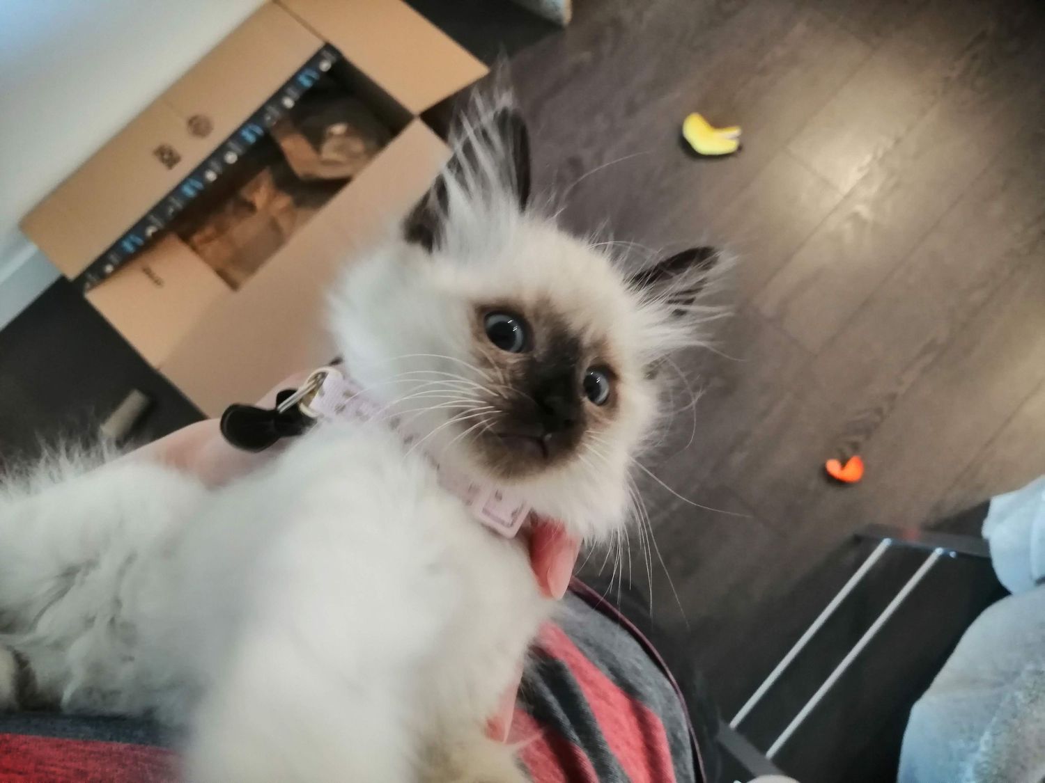 A Ragdoll cat with striking blue eyes and white fur is shown in a series of close-up photos lounging at home.