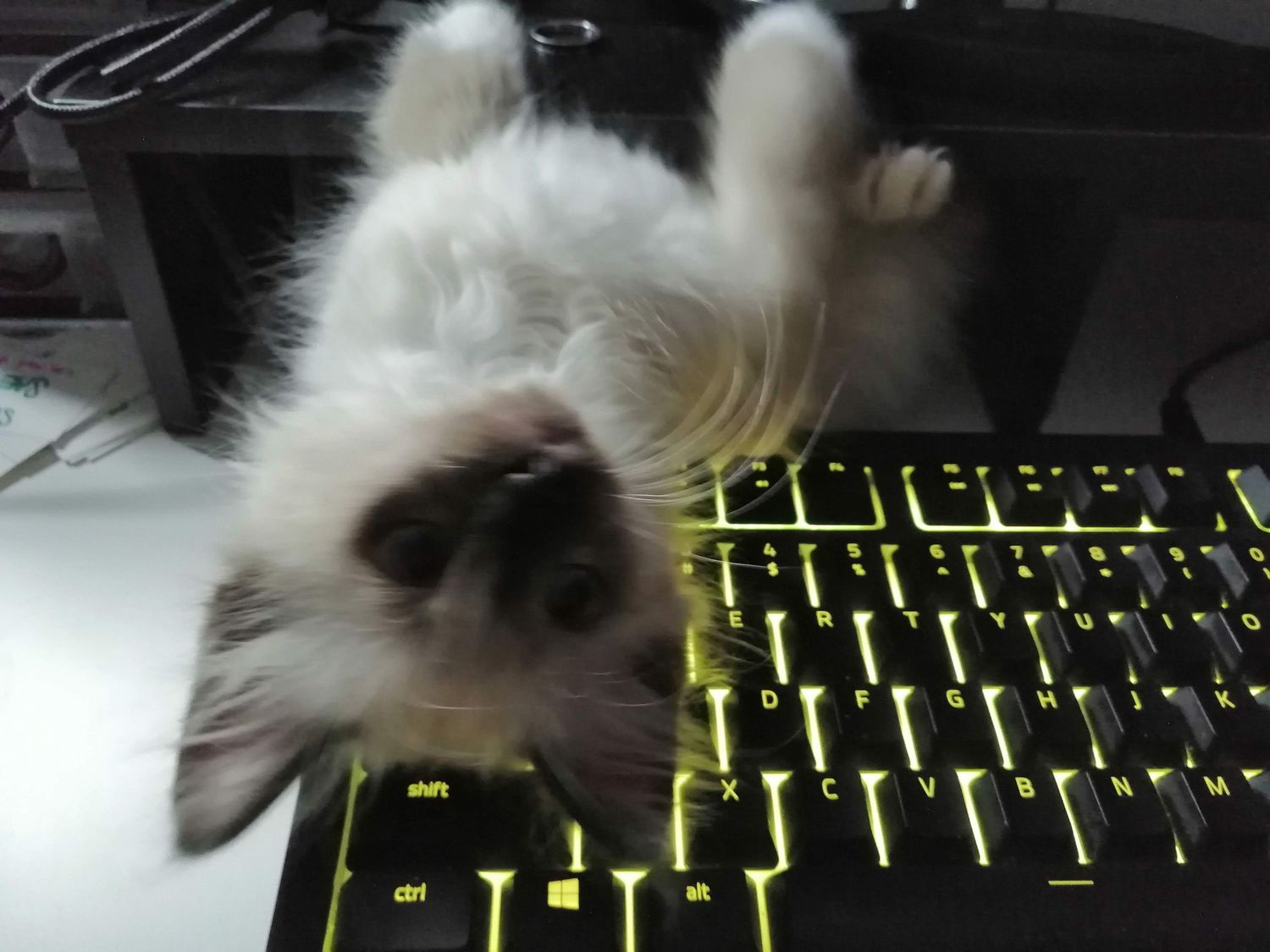 White fluffy cat sprawls playfully across a backlit RGB gaming keyboard with neon green illumination.