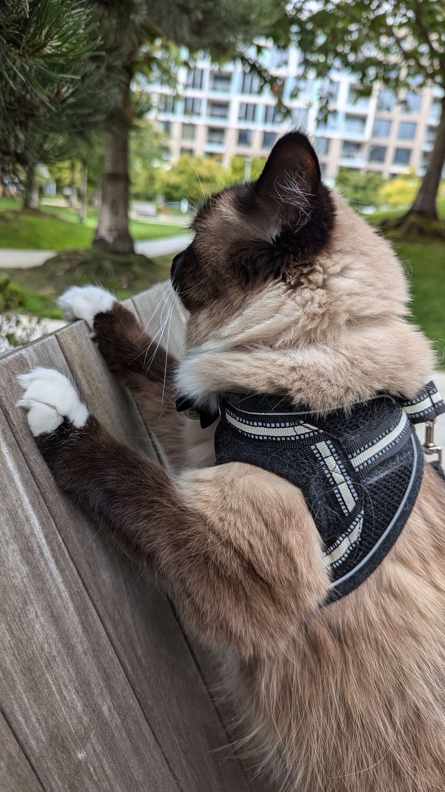 Siamese cat wearing a black and white harness looking sideways while sitting on a wooden surface outdoors.