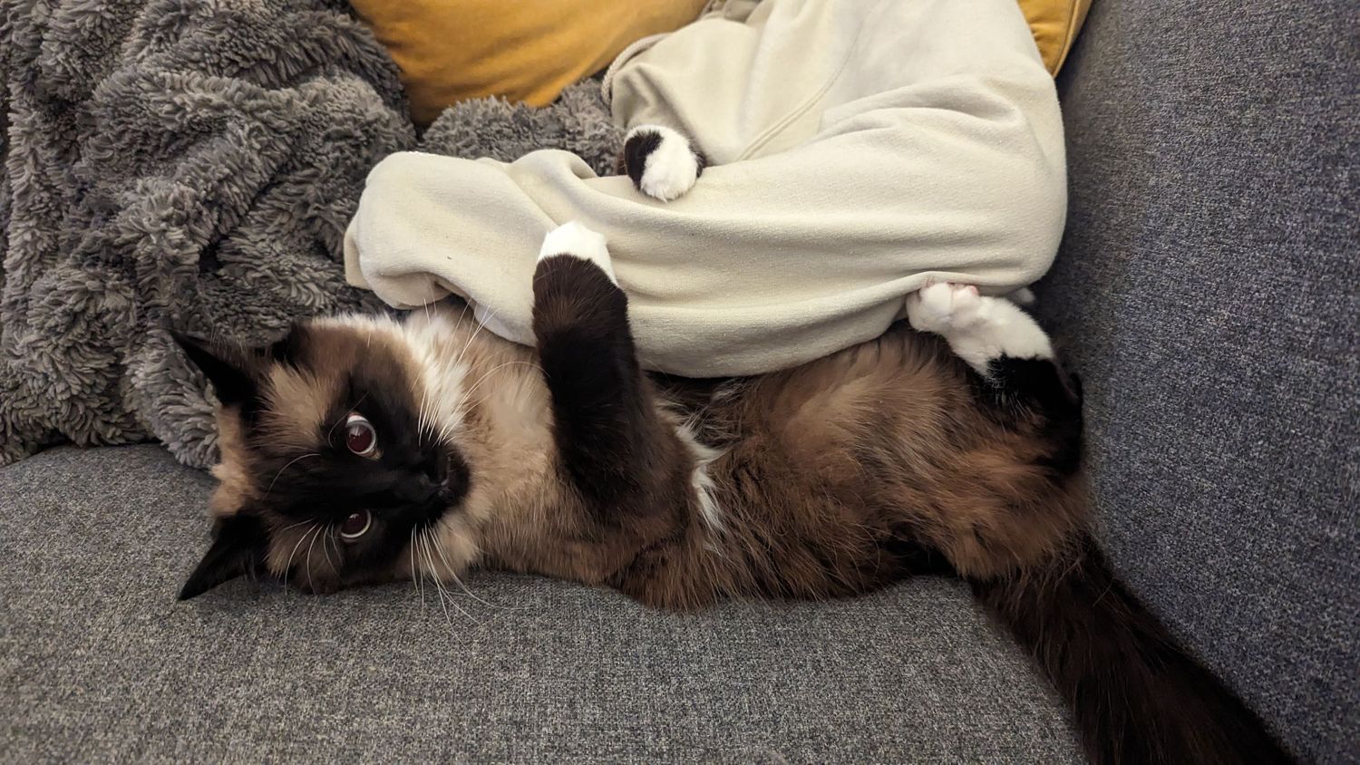 A Siamese cat with dark points lounges on a gray couch among white and gray blankets.