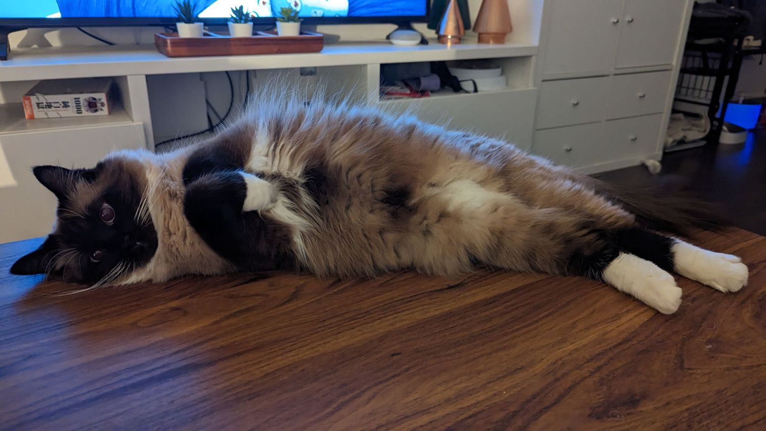 A gray and white cat lying stretched out on brown hardwood flooring in a relaxed pose.