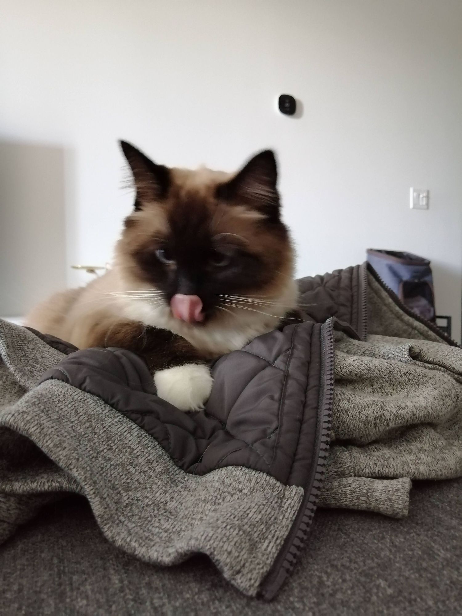 A Siamese cat resting on a gray blanket with a dark jacket nearby.