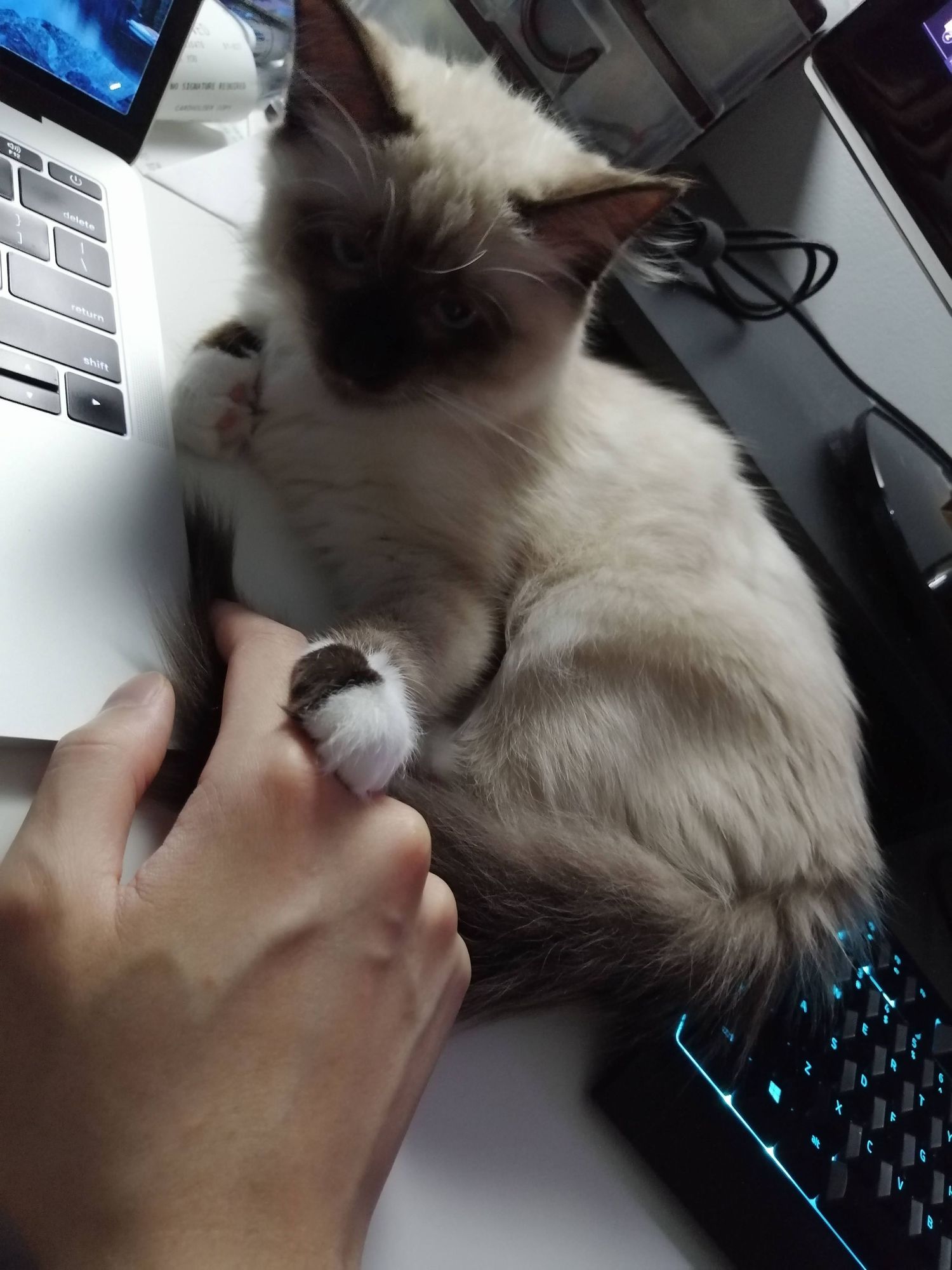 Fluffy Ragdoll cat seeks attention while someone works at a desk with a blue backlit keyboard.