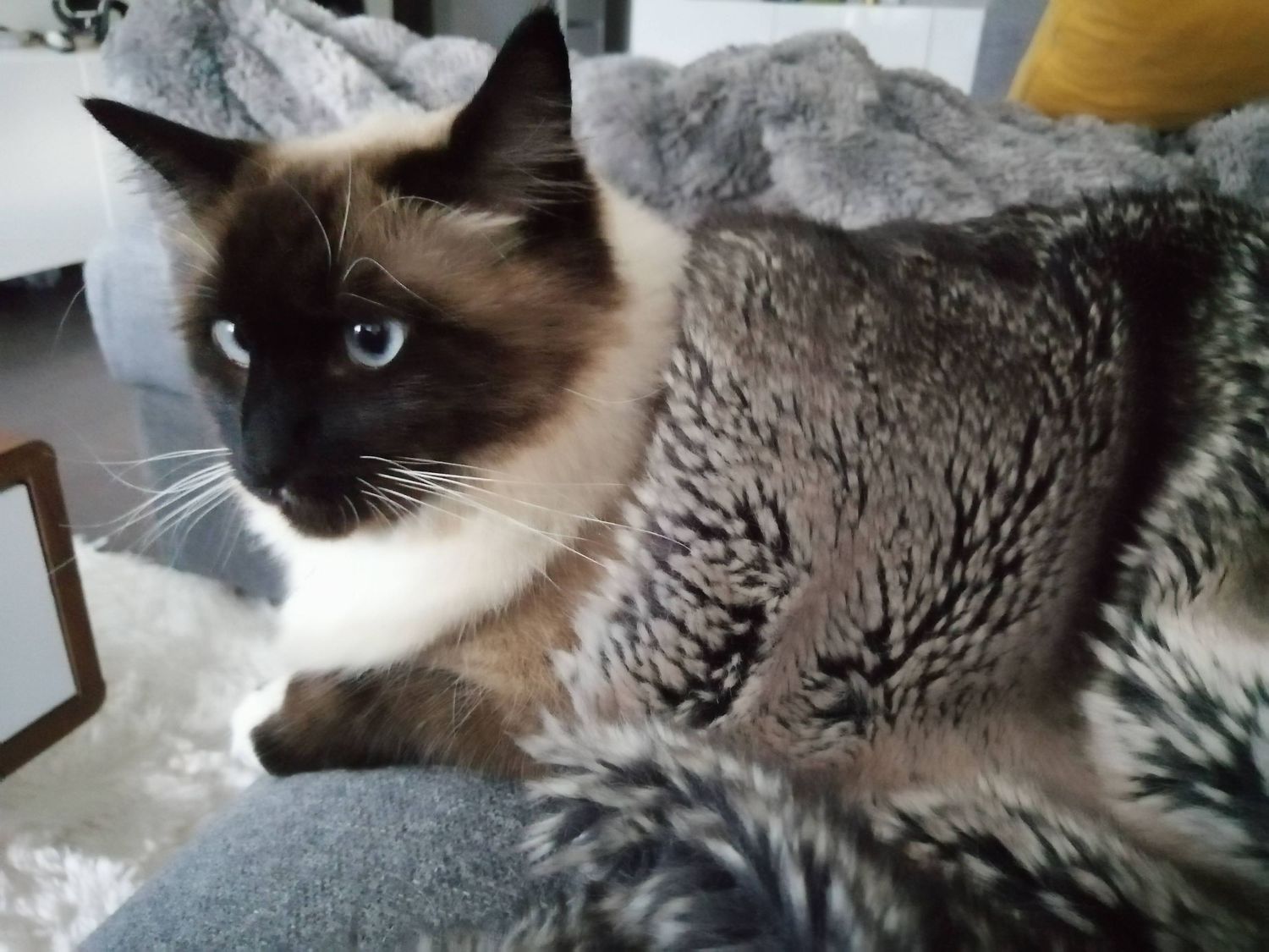 A beautiful Siamese cat with striking blue eyes lounges on a gray textured blanket.
