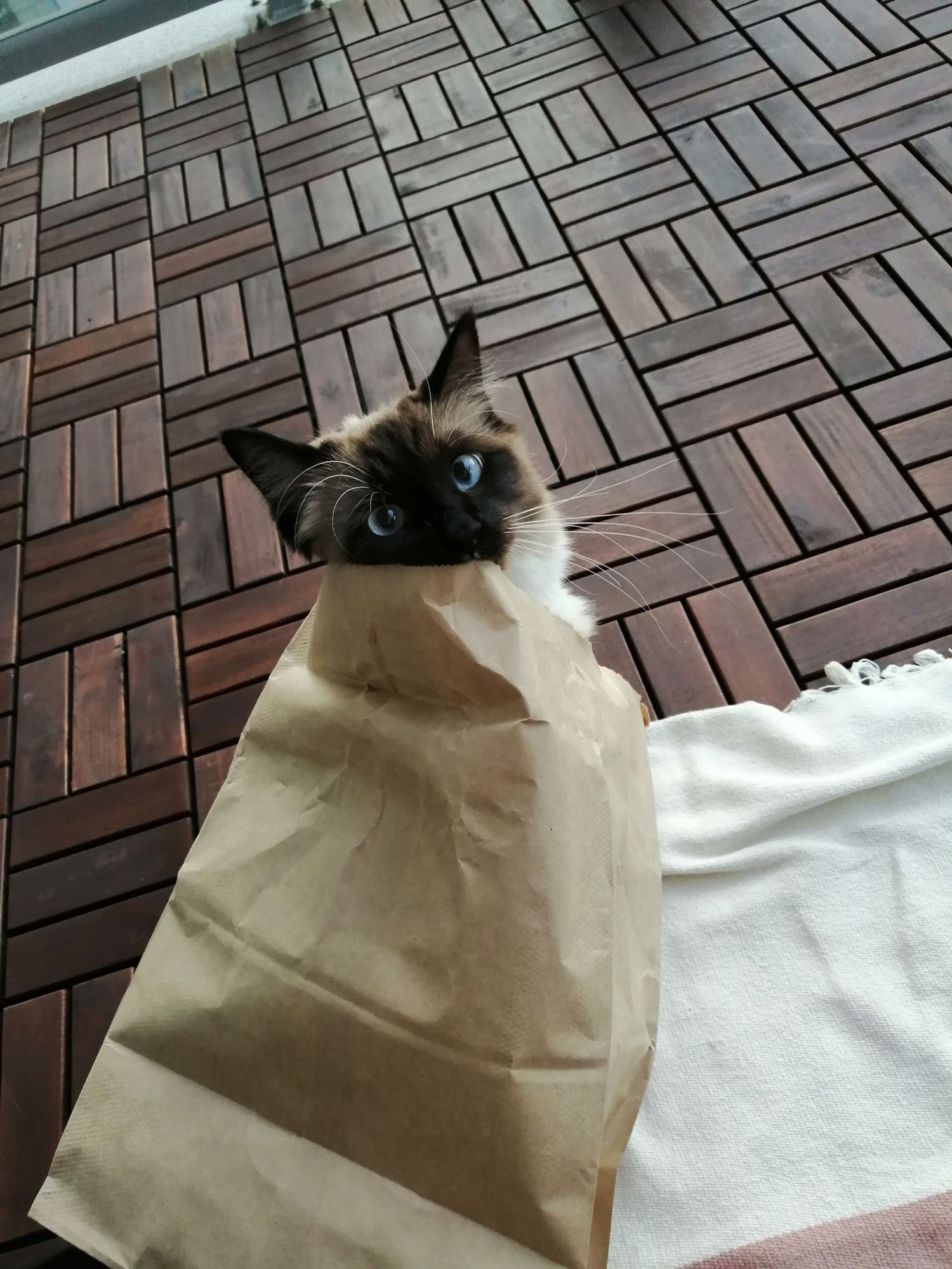 A brown paper bag with a cat's head peeking out from inside.