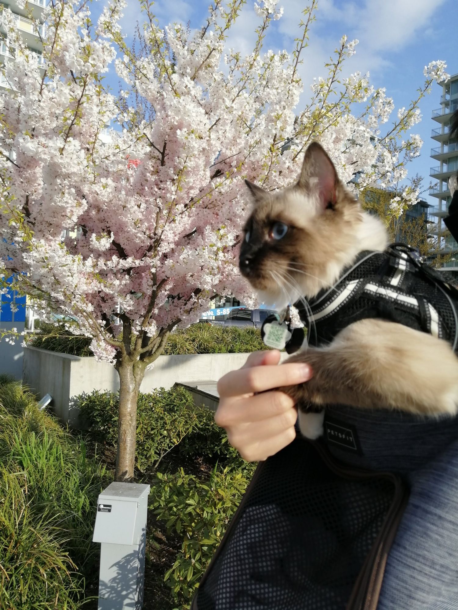 Ragdoll cat being held outdoors against blooming cherry blossom trees on a sunny spring day.