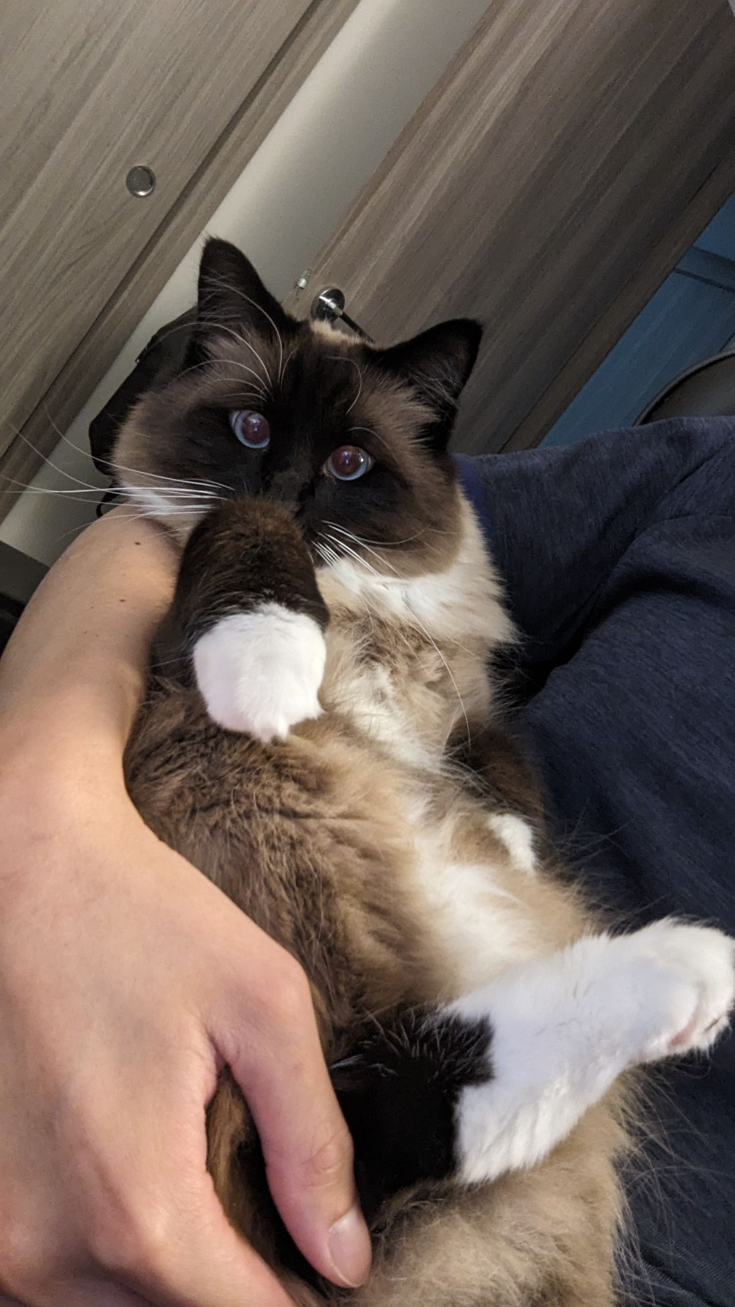 A black and white ragdoll cat lounges on a dark surface while being petted, showing its relaxed and content demeanor.