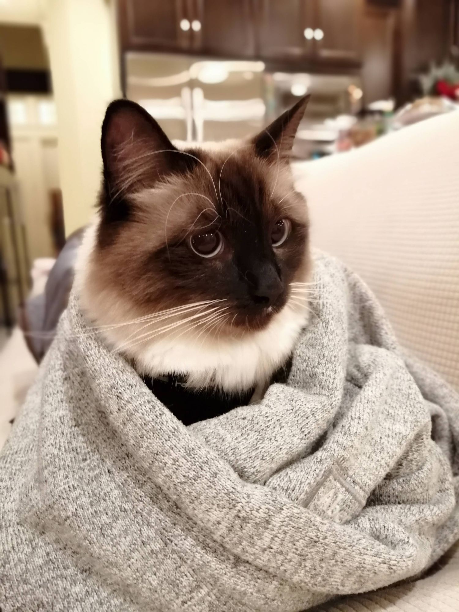 A Siamese cat wrapped in a cozy gray knit blanket looking to the side with alert blue eyes.